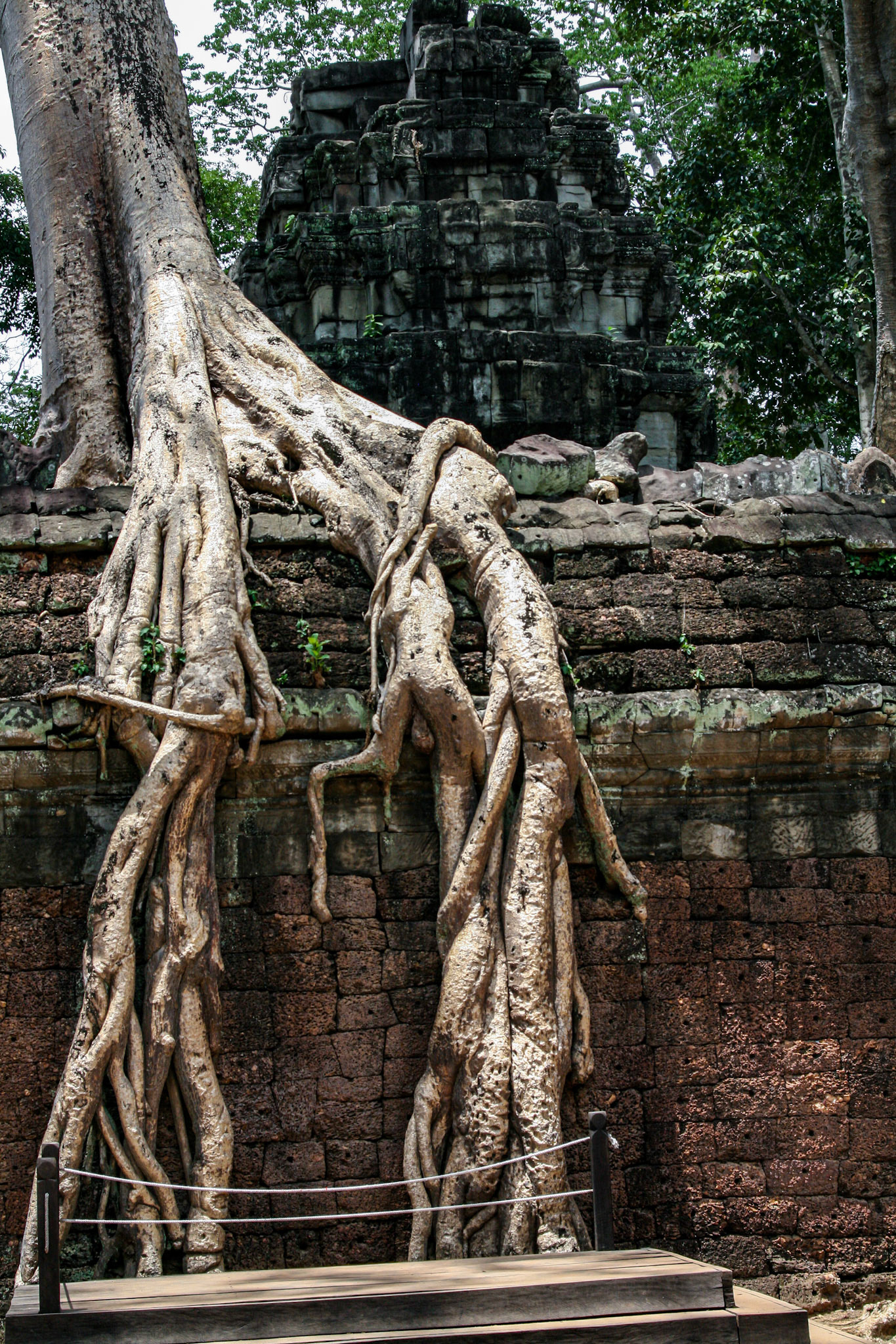 Ta Prohm is a popular attraction of the Angkor temple complex because the archaeologists left it in the state as Henri Mouhot and Frenchhis expedition companions found him in the depths of the primeval forest at the very beginning of the 1860s.   