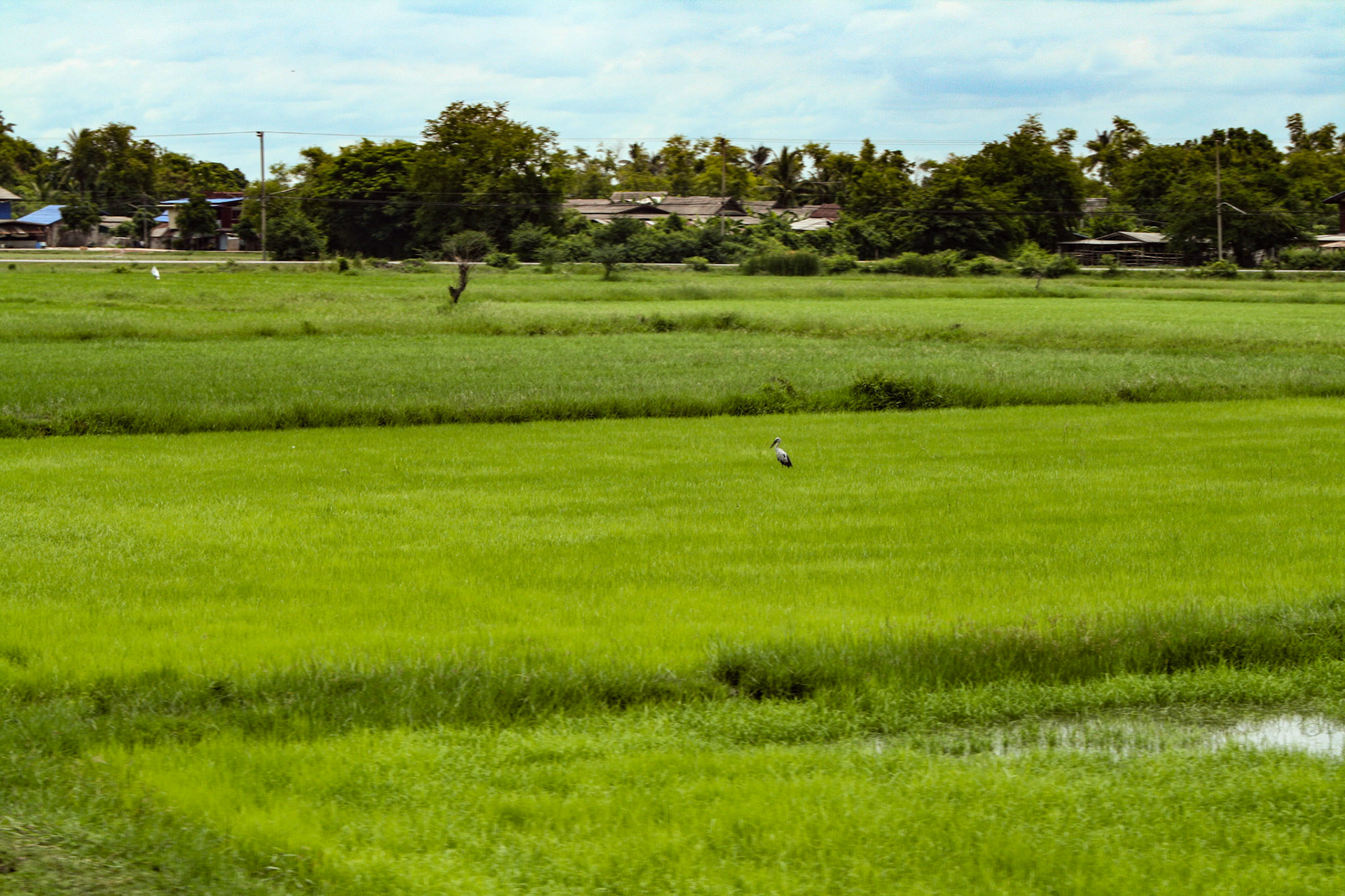Rice paddy field.