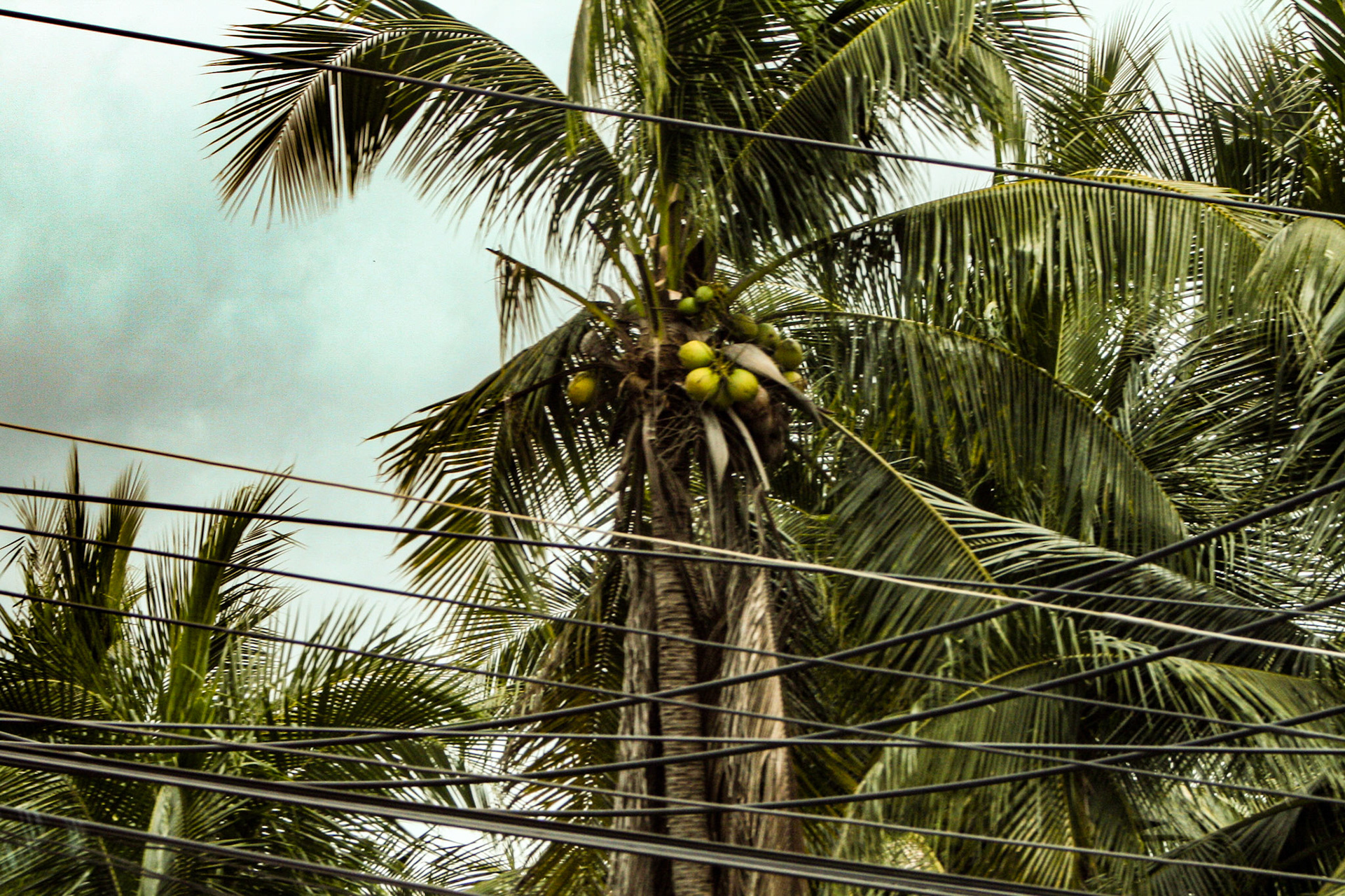 Local coconut grove outside of Bangkok, Thailand.