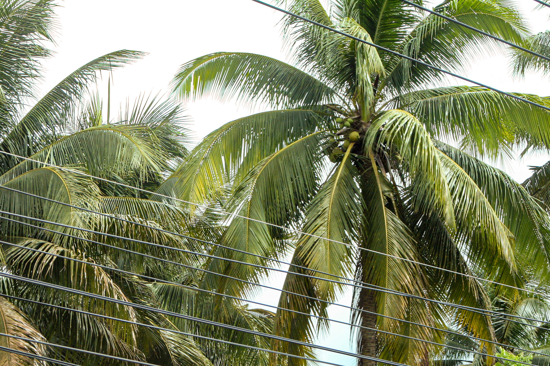 Local coconut grove outside of Bangkok, Thailand.