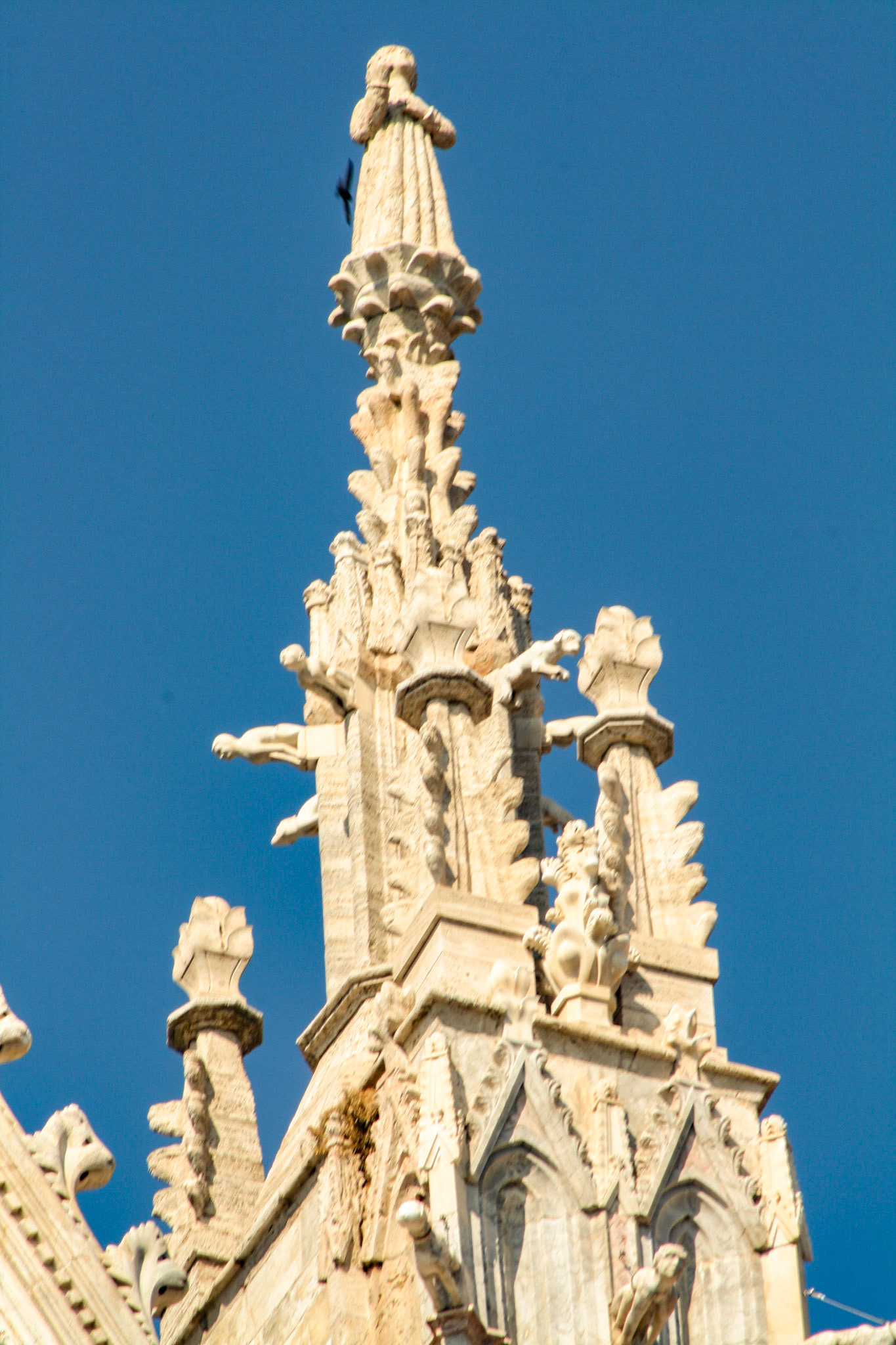 Gargoyles and grotesques on the Siena Cathedral (Italian: Duomo di Siena)