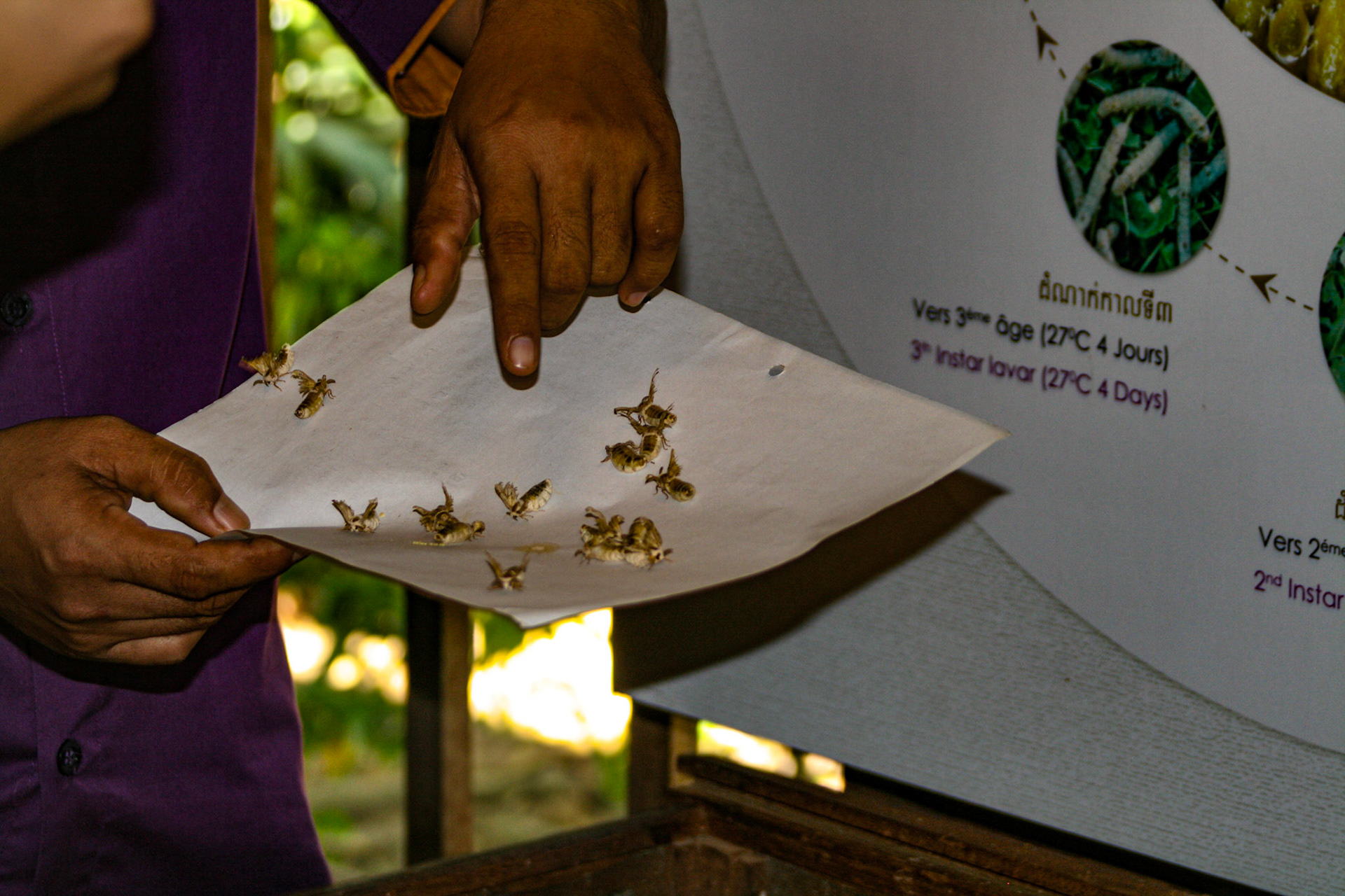 A silk worm factory.