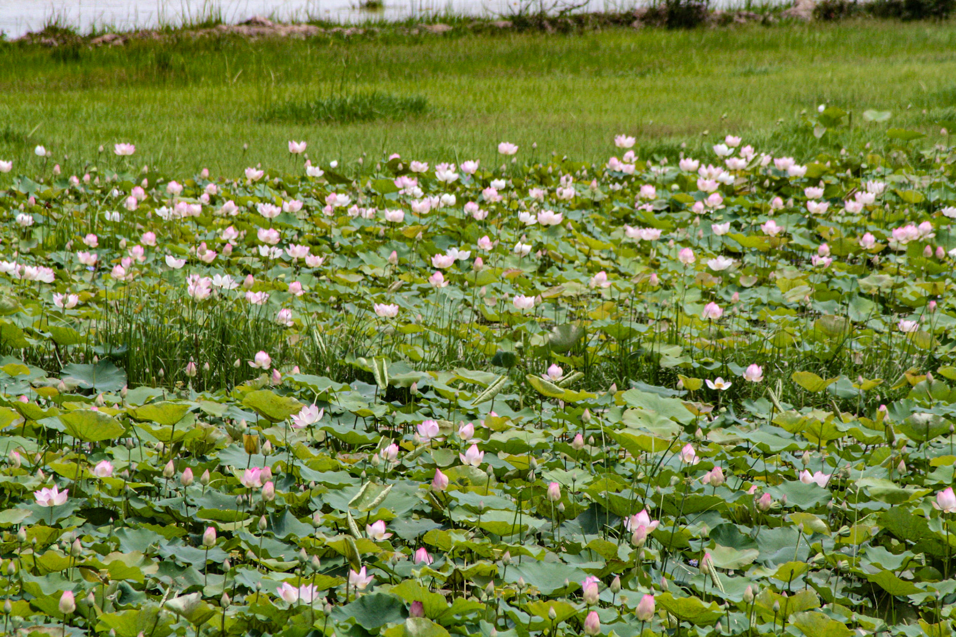 A field of pink lotus flowers.