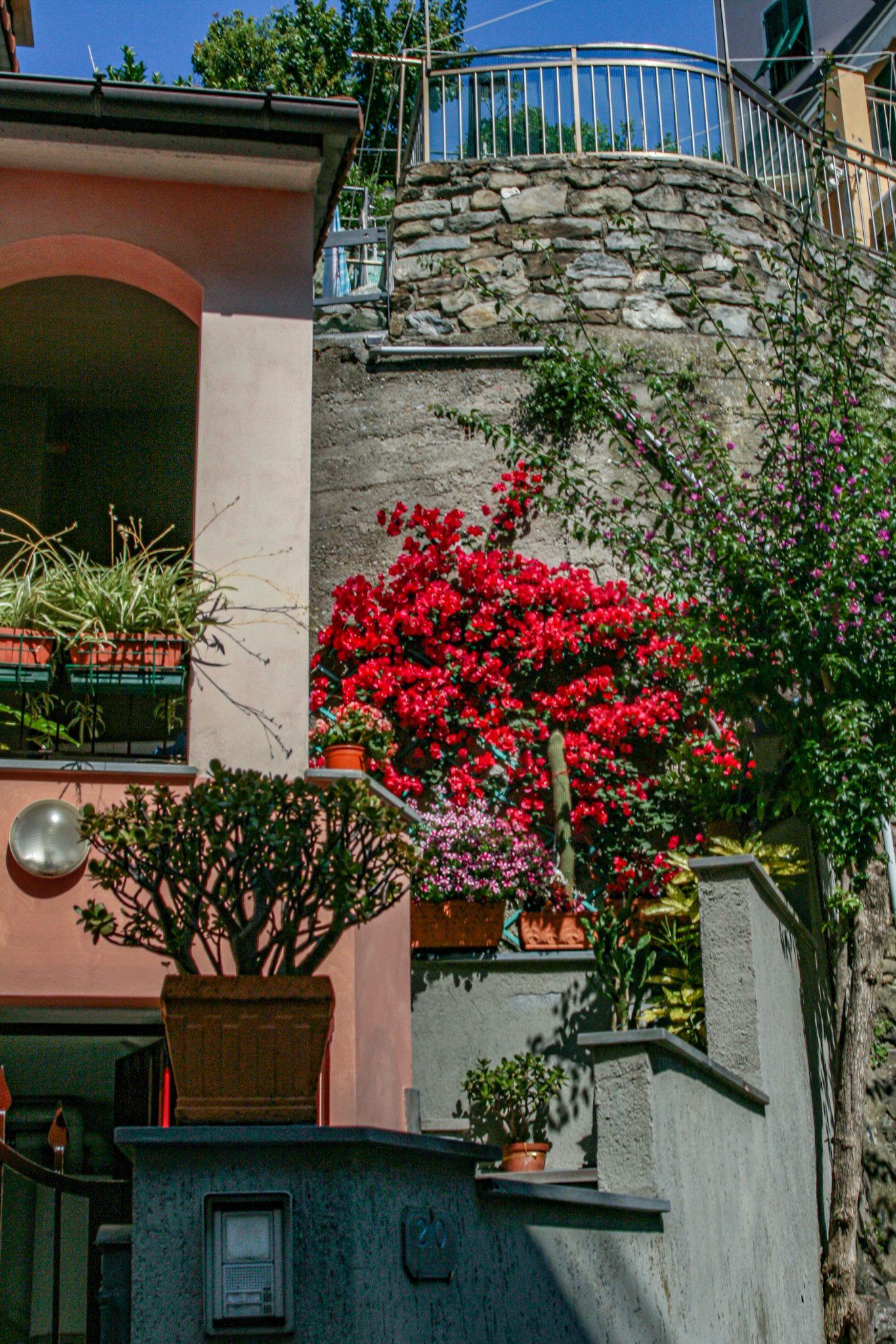 Beautiful flowers adorn yards in the warm summer sun.