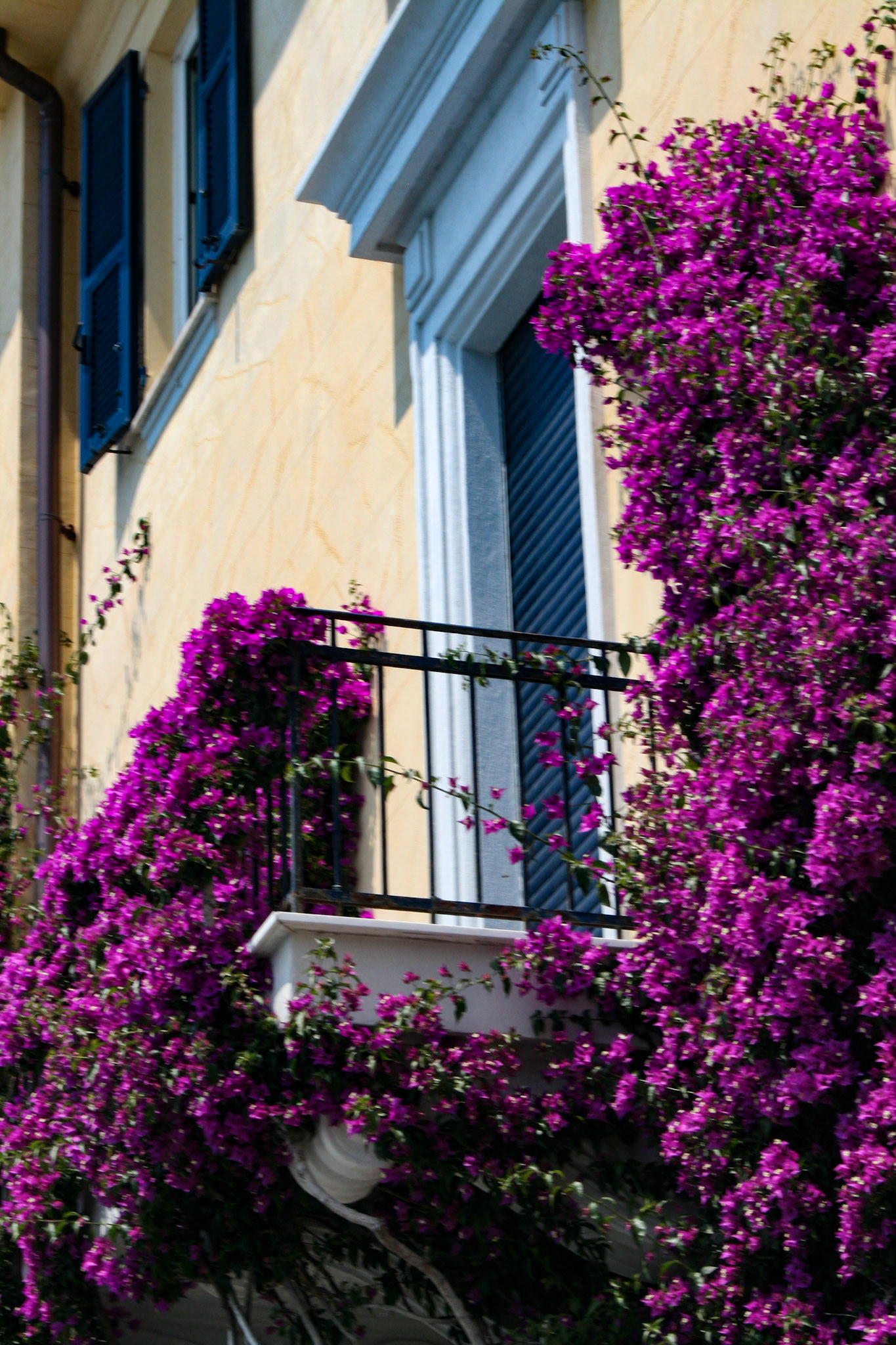 Beautiful Bougainvillea thrives in the Monterosso climate.