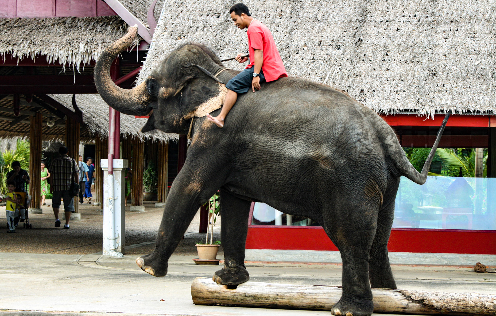 Thai Cultural Show at Rose Garden Sampran, Bangkok 