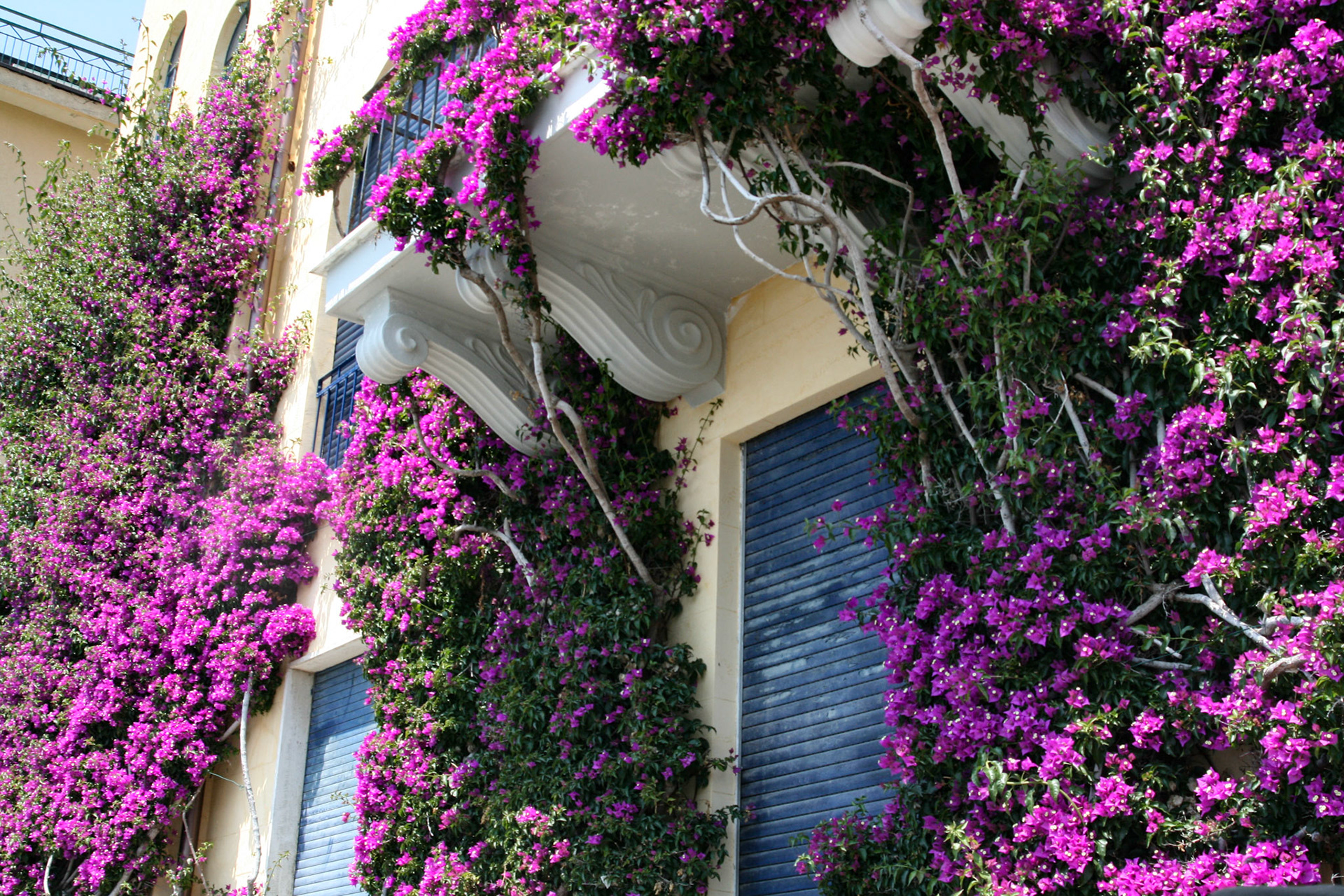 Beautiful Bougainvillea thrives in the Monterosso climate.