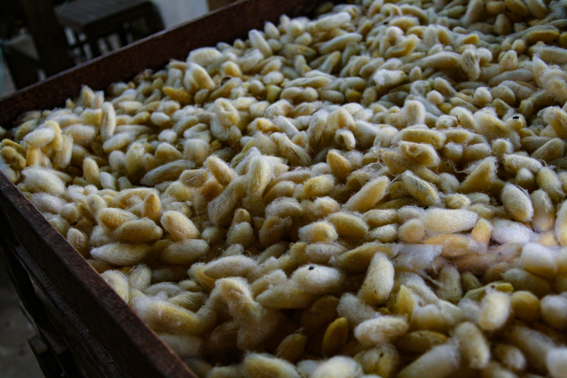 A silk worm factory.