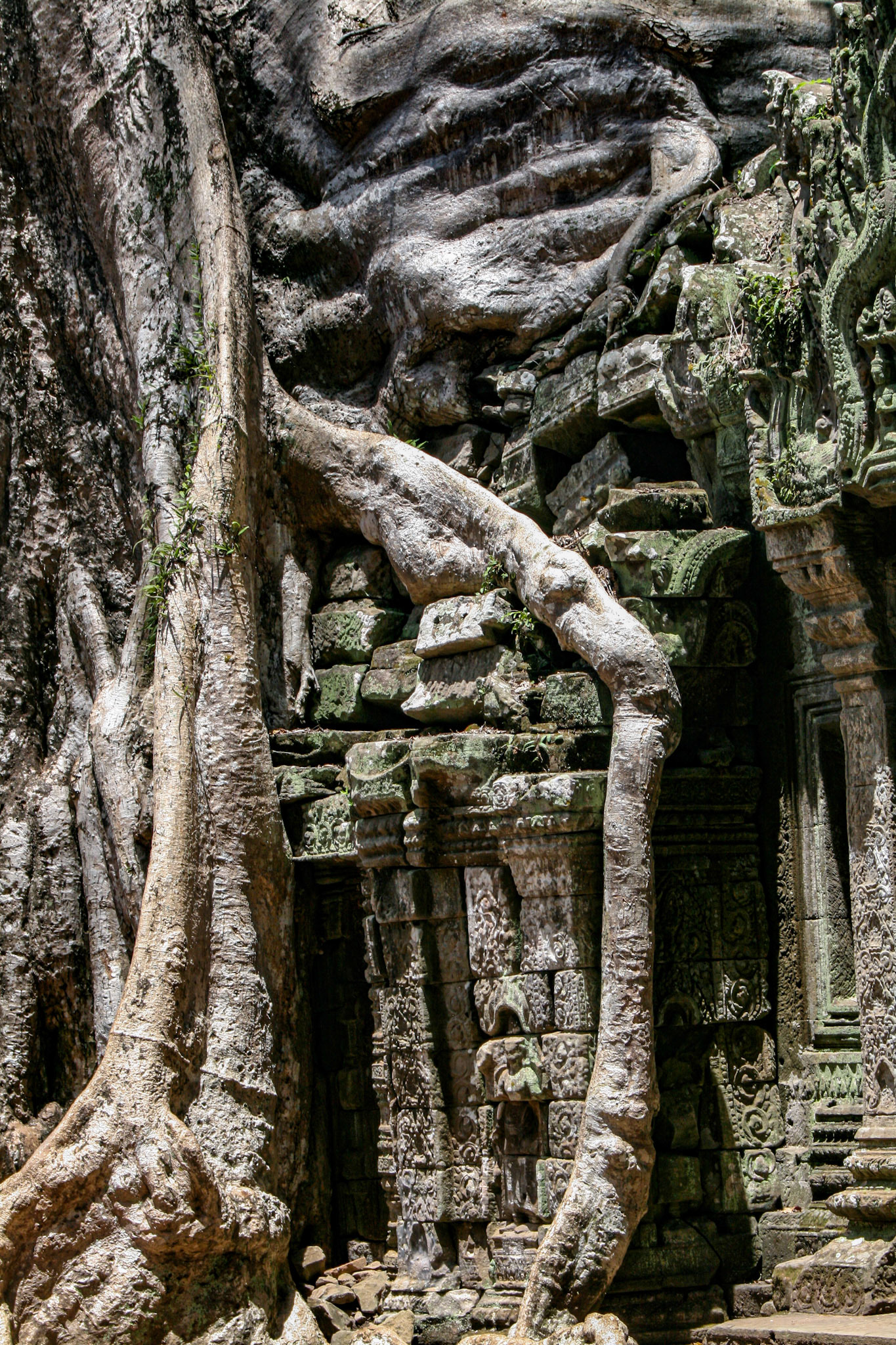 Ta Prohm Temple - Discovered deeply overgrown by jungle vegetation, some of the roots and trees have been left as they were found to maintain a picturesque “appearance of neglect.” 