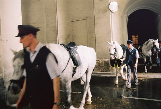 At the school located on the grounds of the Hofburg Palace in Vienna, the attraction is the performance of the majestic Lipizzaner Stallions. 