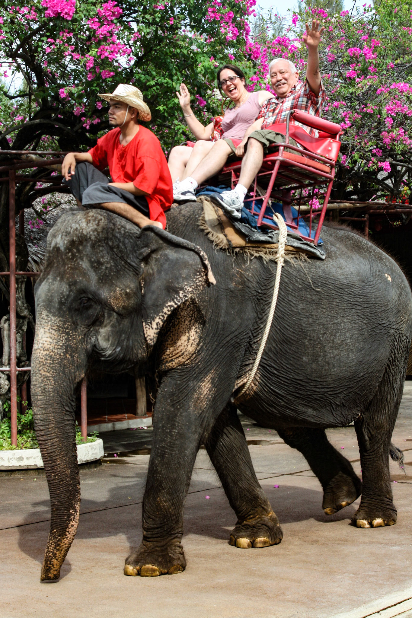 Riding the elephant with Linda Bathgate