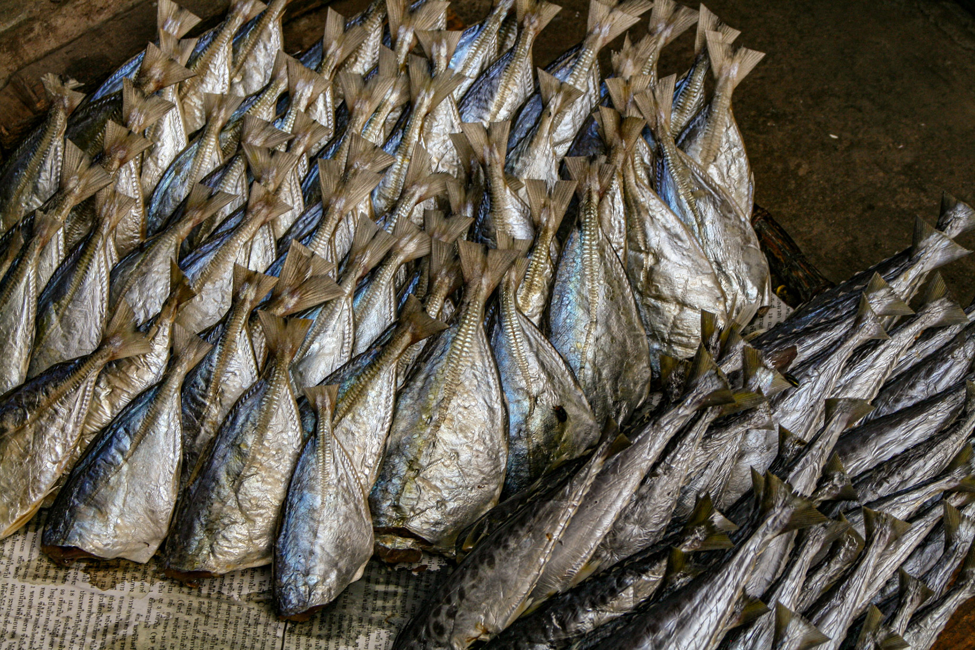 Freshly caught seafood on display.