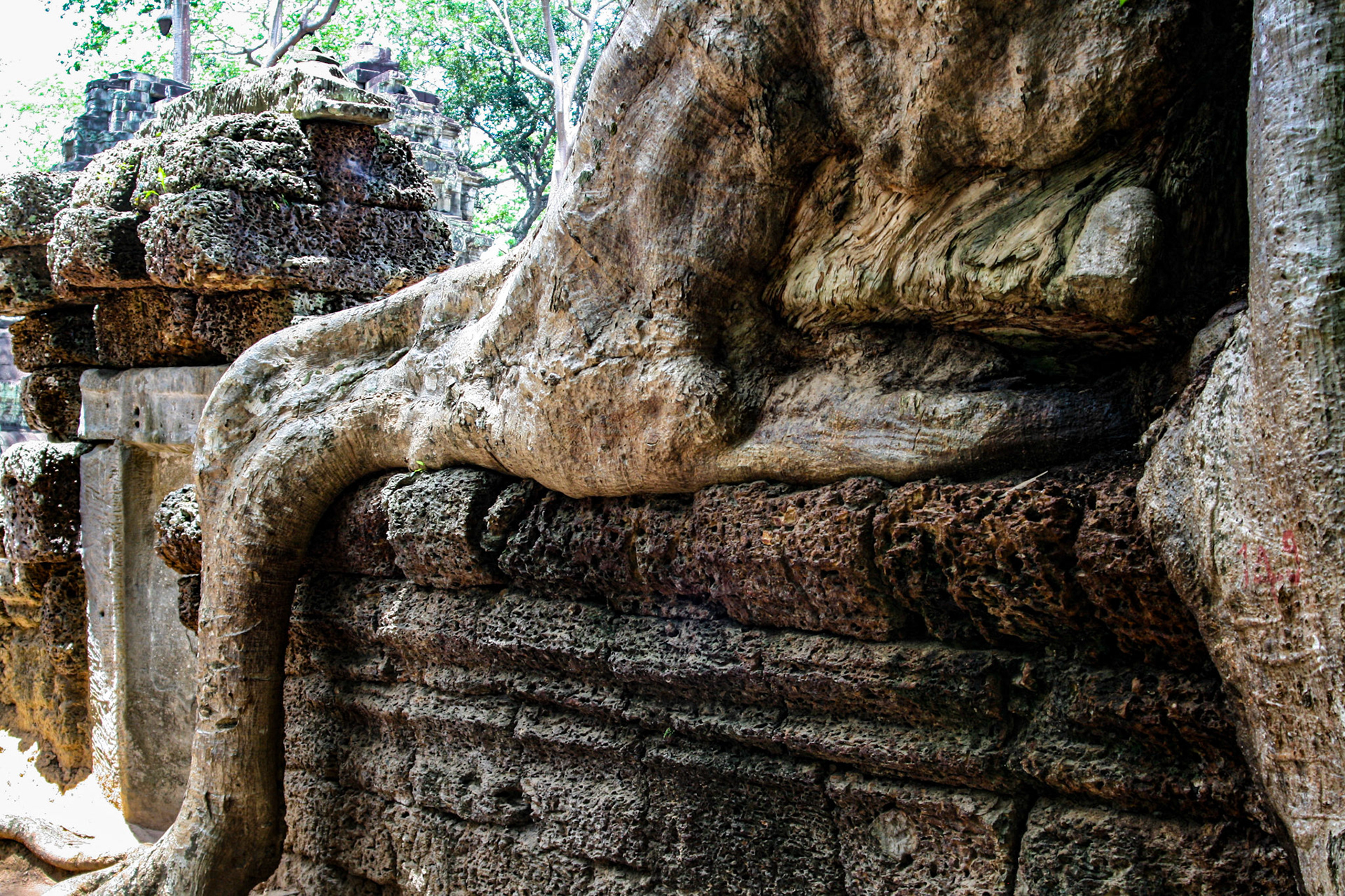 Ta Prohm Temple - Discovered deeply overgrown by jungle vegetation, some of the roots and trees have been left as they were found to maintain a picturesque “appearance of neglect.” 