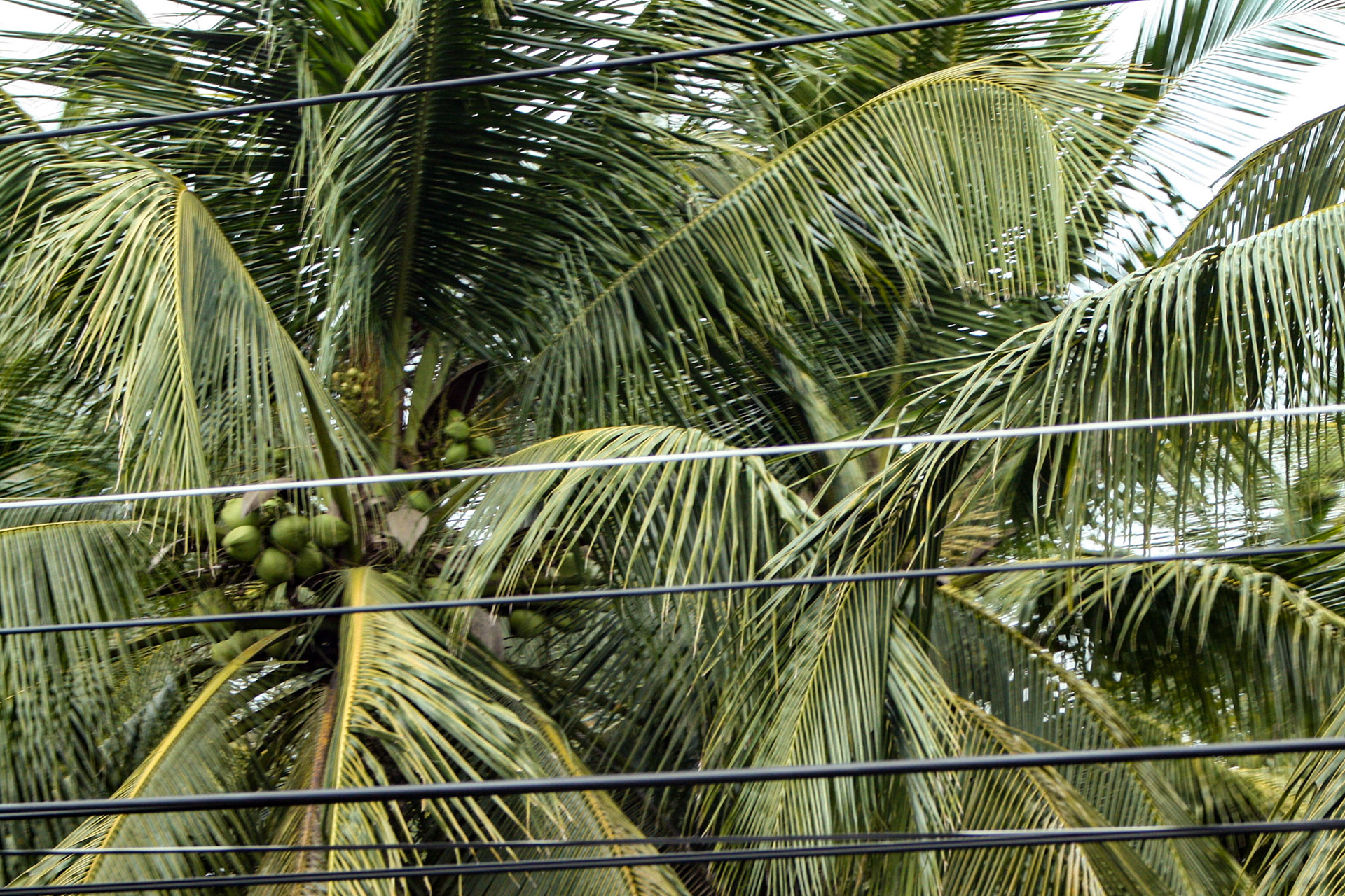 Local coconut grove outside of Bangkok, Thailand.