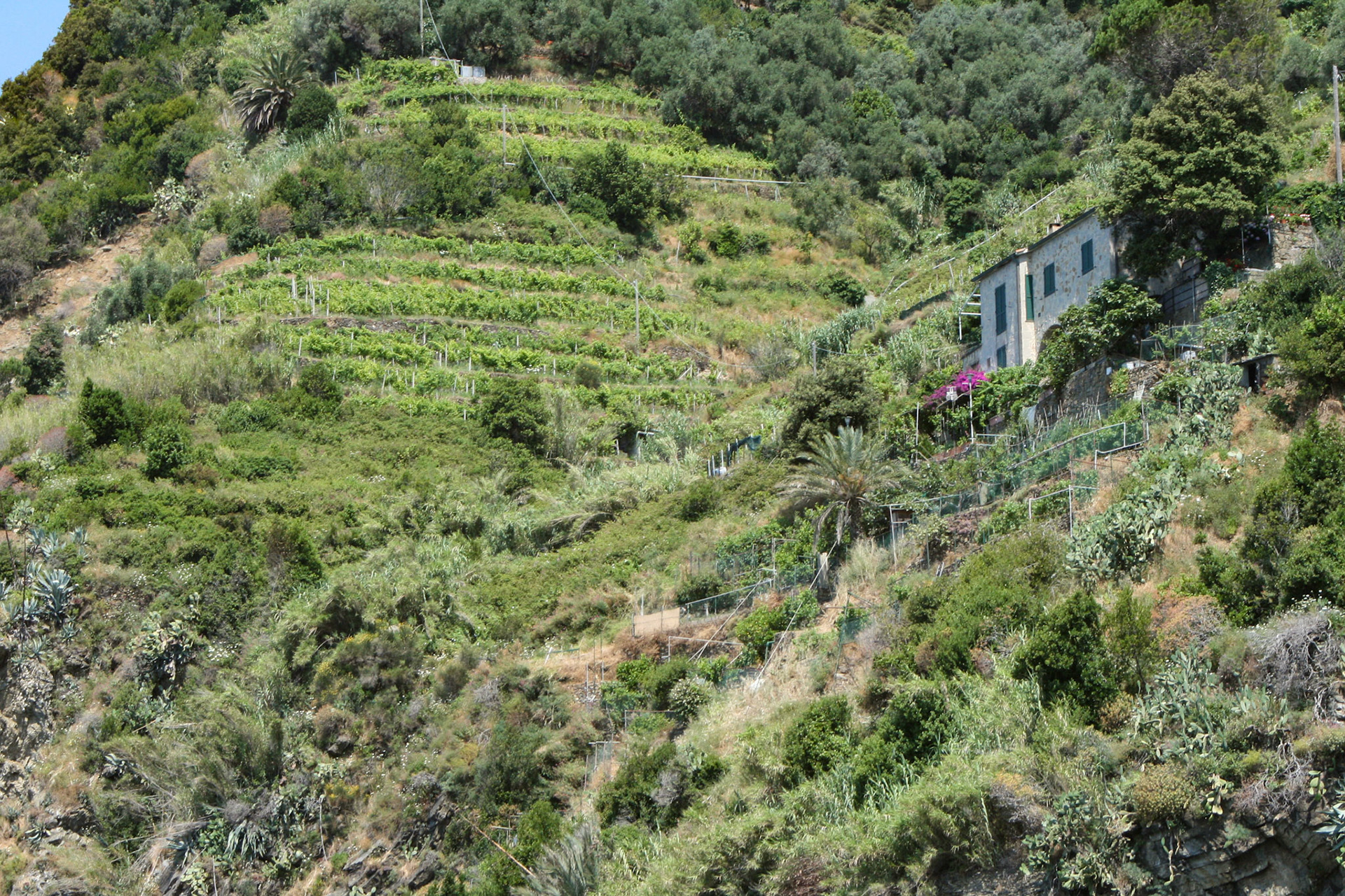 Vineyards can be found throughout the hills of Cinque Terre producing a variety of wine.