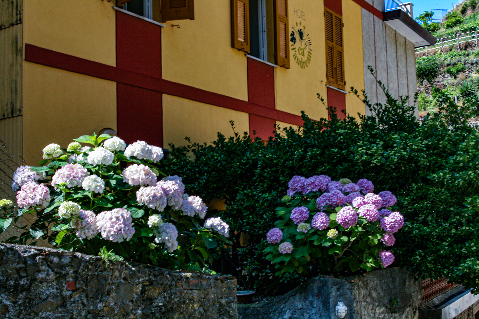 Beautiful flowers adorn yards in the warm summer sun.
