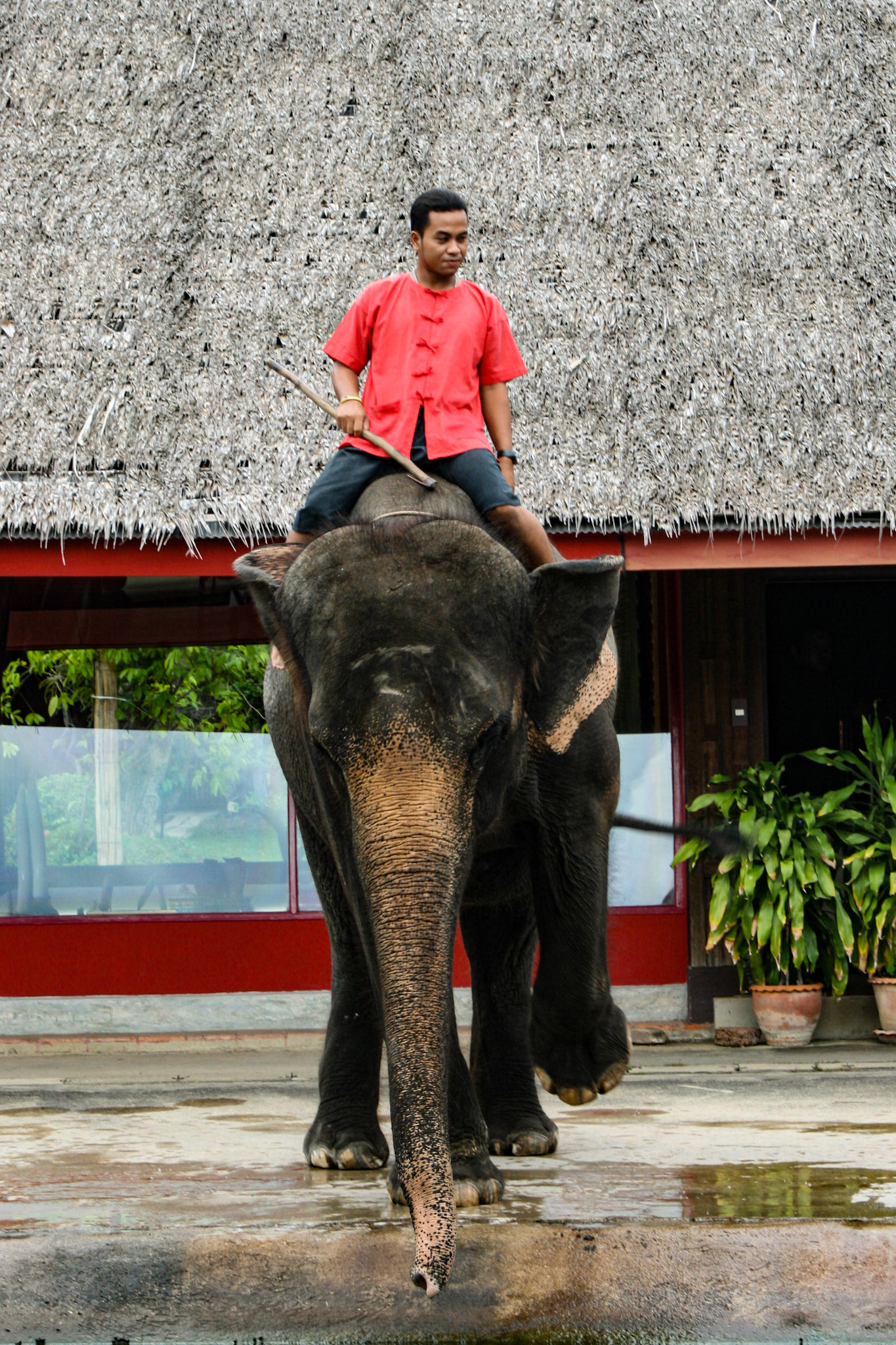 Thai Cultural Show at Rose Garden Sampran, Bangkok 
