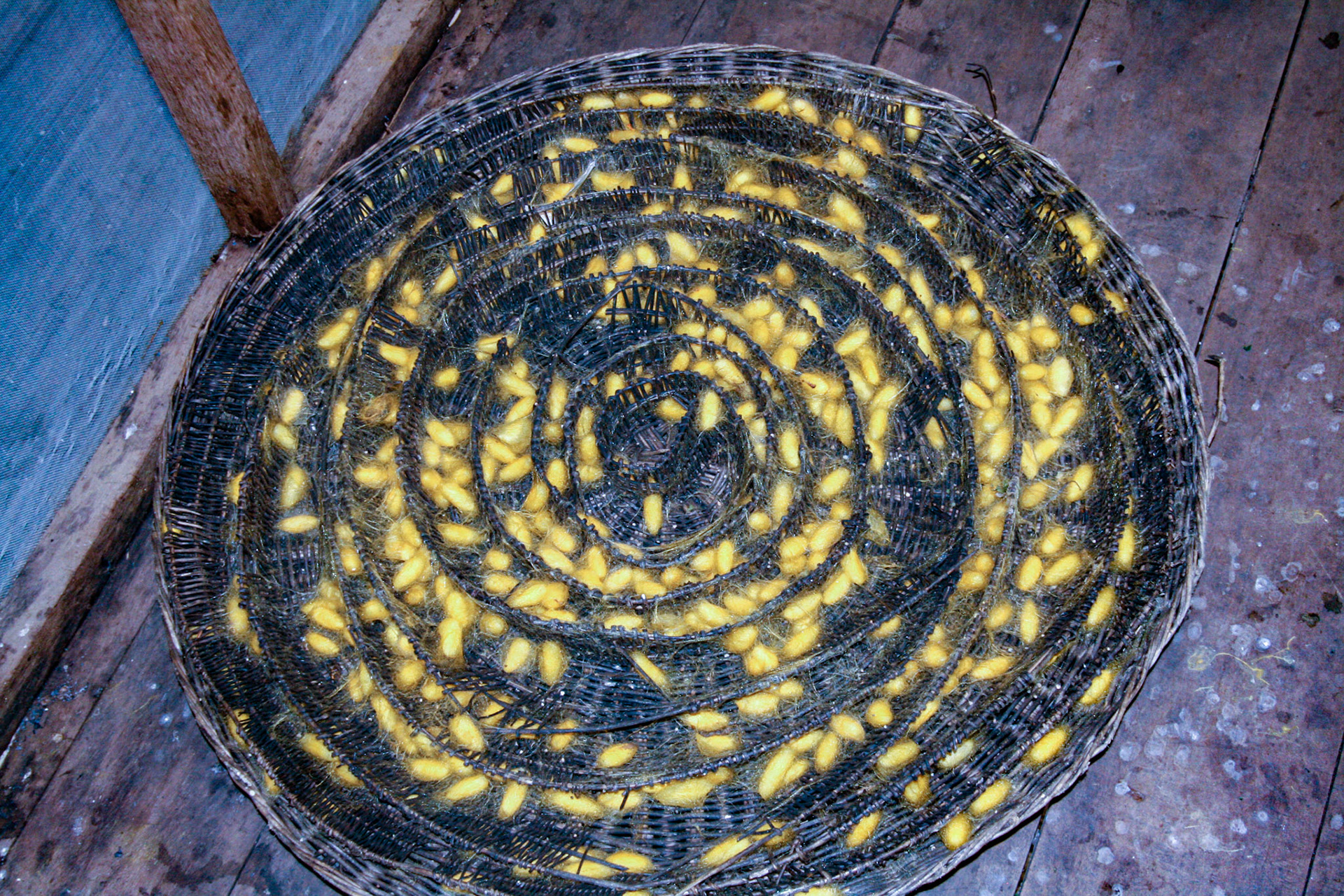 A silk worm factory. Silk worm cocoons. Harvesting the cocoons.