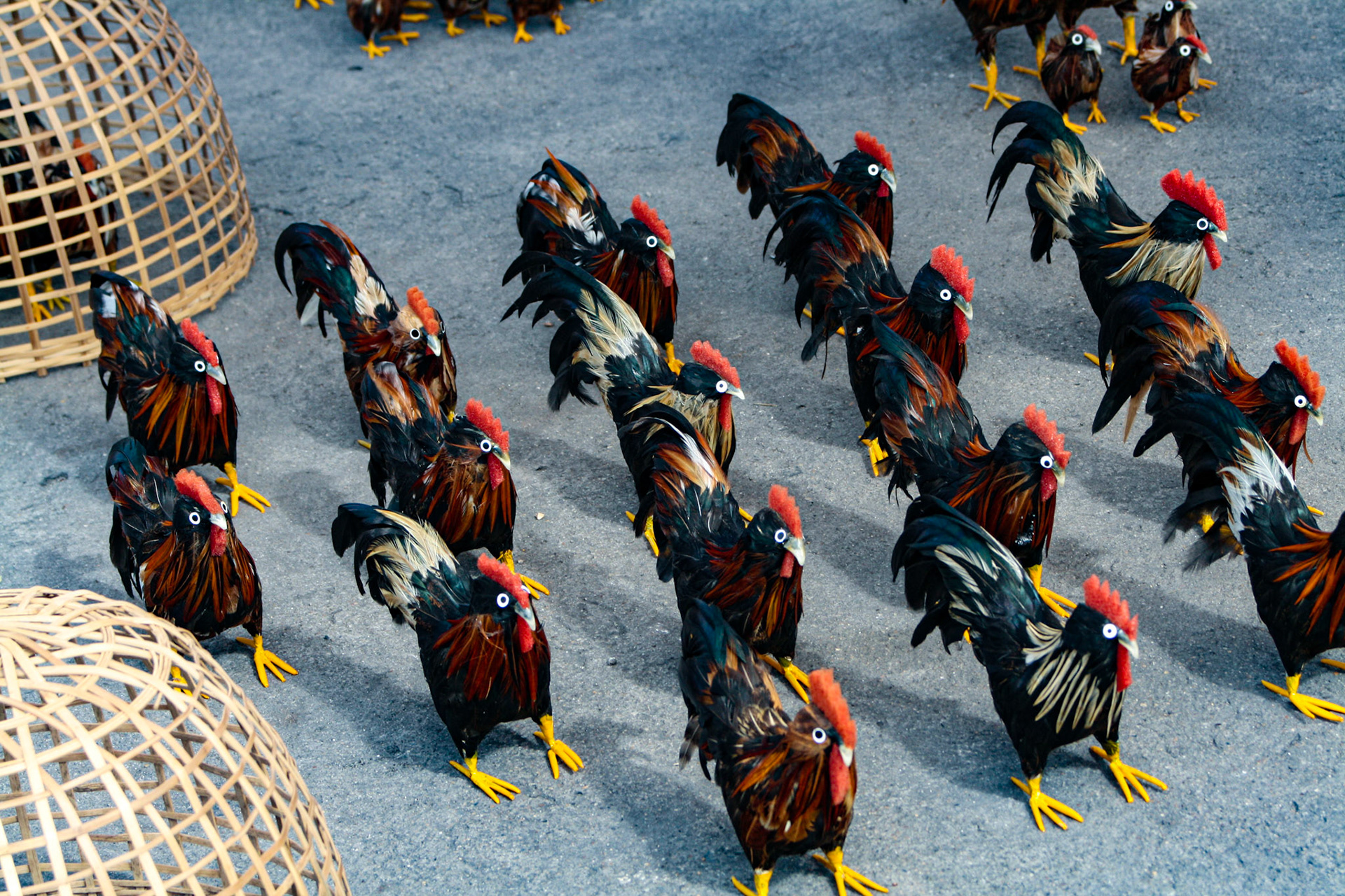 Roosters on parade