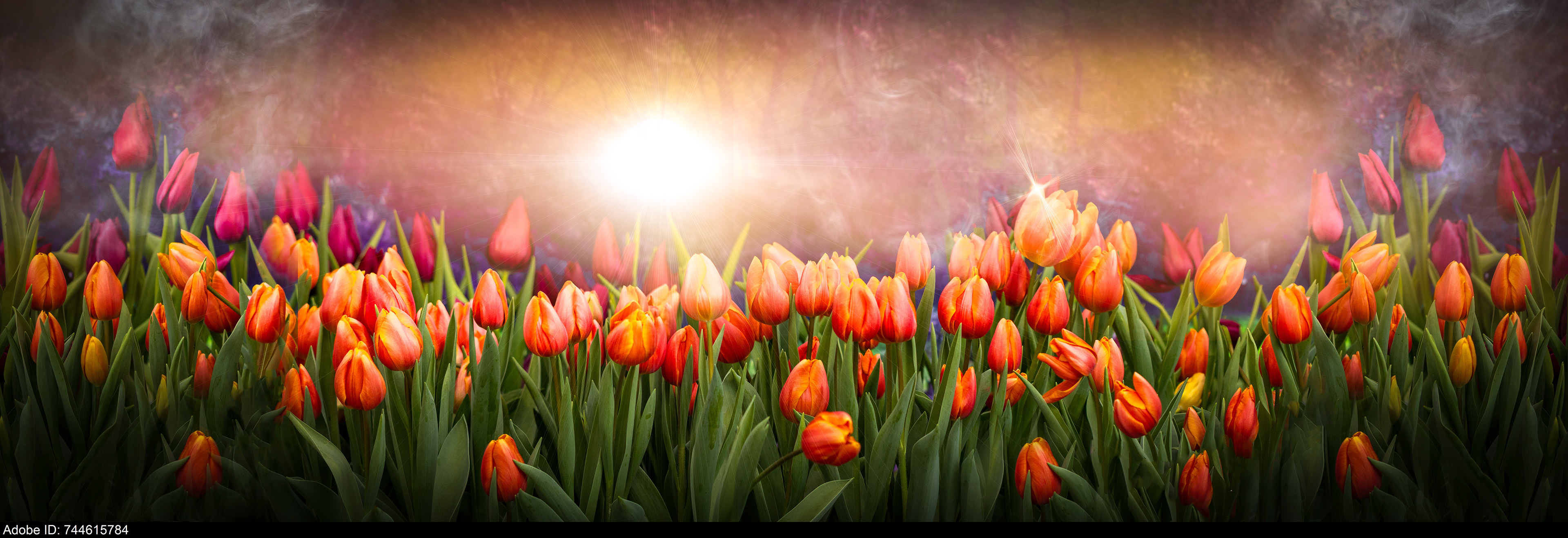 744615784  Panoramablick auf ein leuchtendes Tulpenfeld unter strahlendem Sonnenlicht