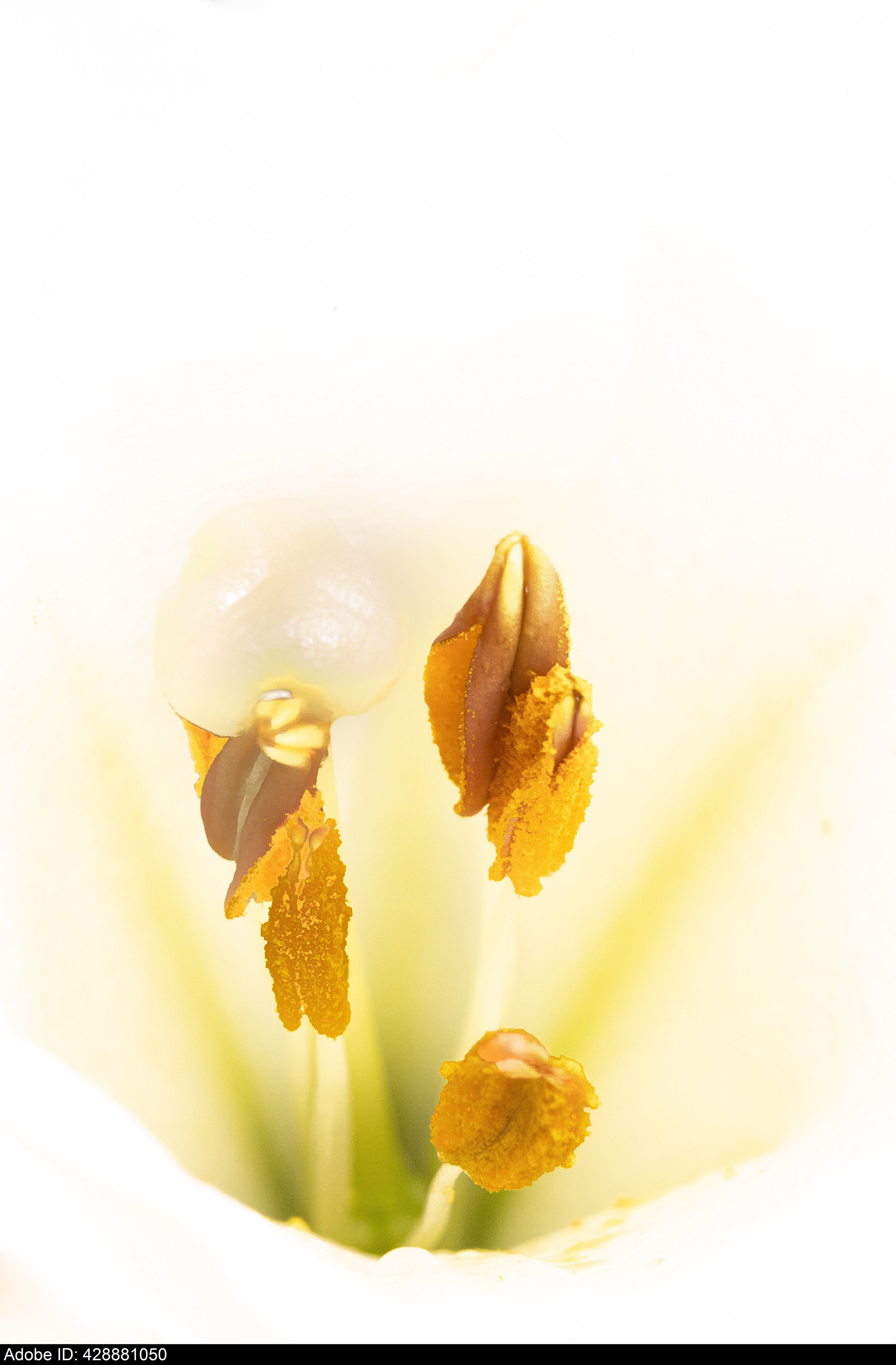 428881050  Makroaufnahme aus dem Inneren einer Lilienblüte