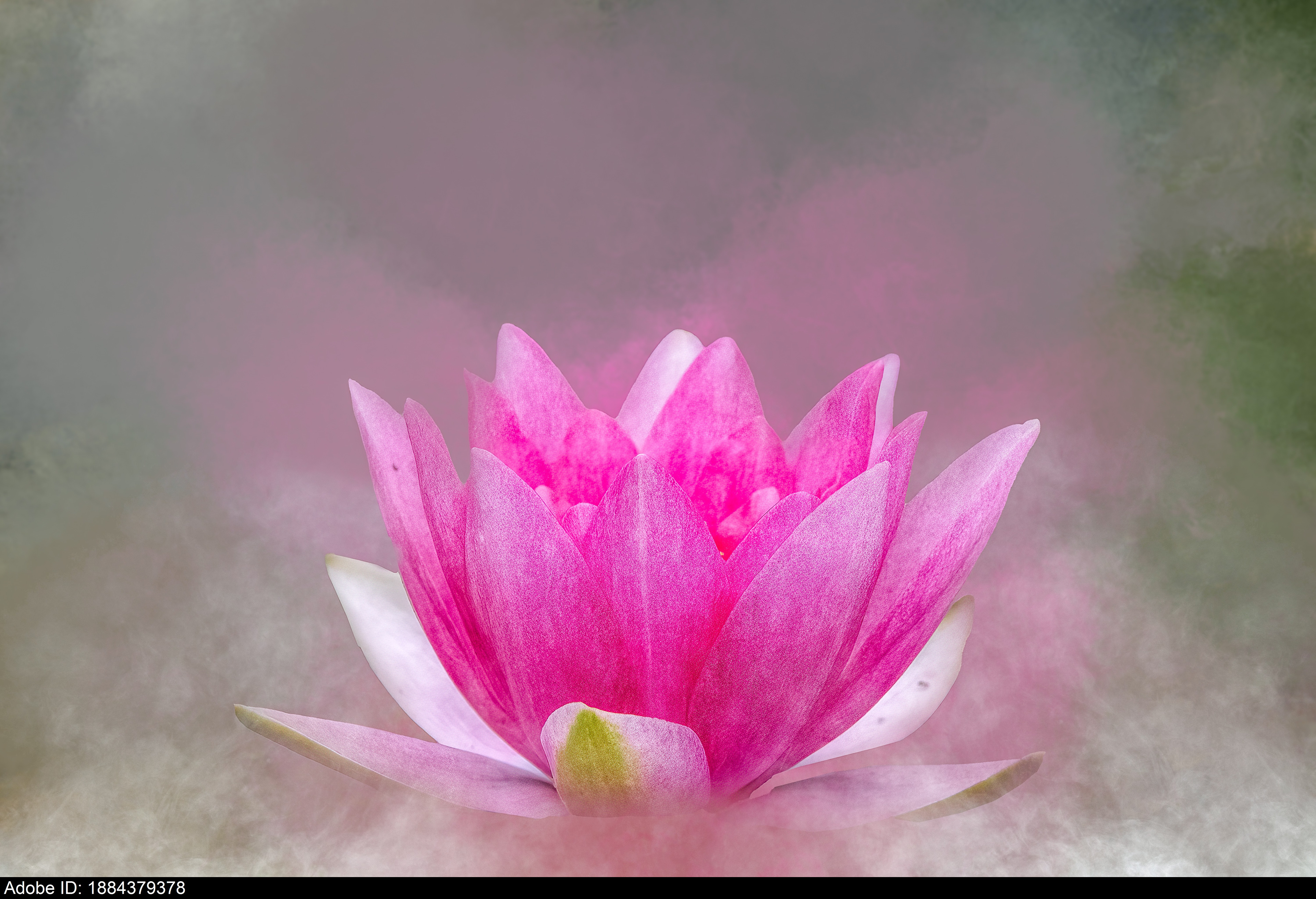 1884379378  Ätherische rosa Lotusblume in nebliger Atmosphäre, die Achtsamkeit und inneren Frieden symbolisiert.