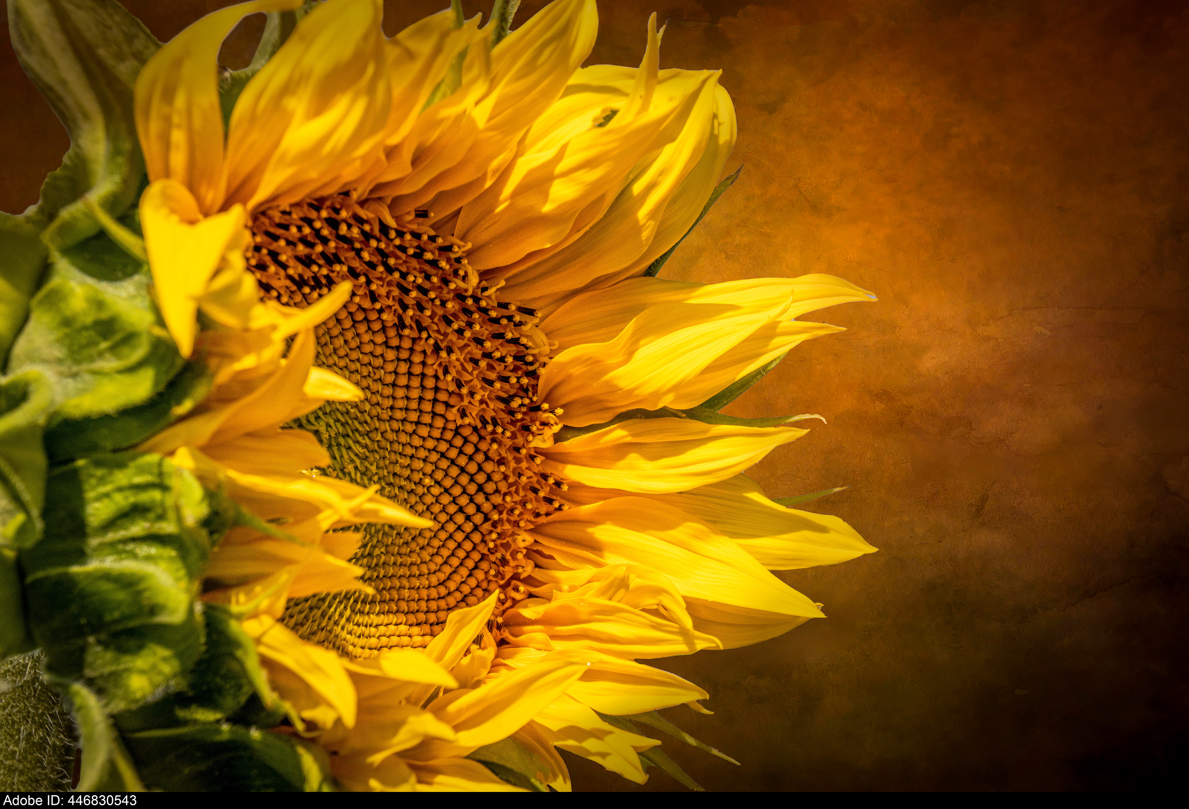 446830543  Sonnenblume auf braunem Hintergrund