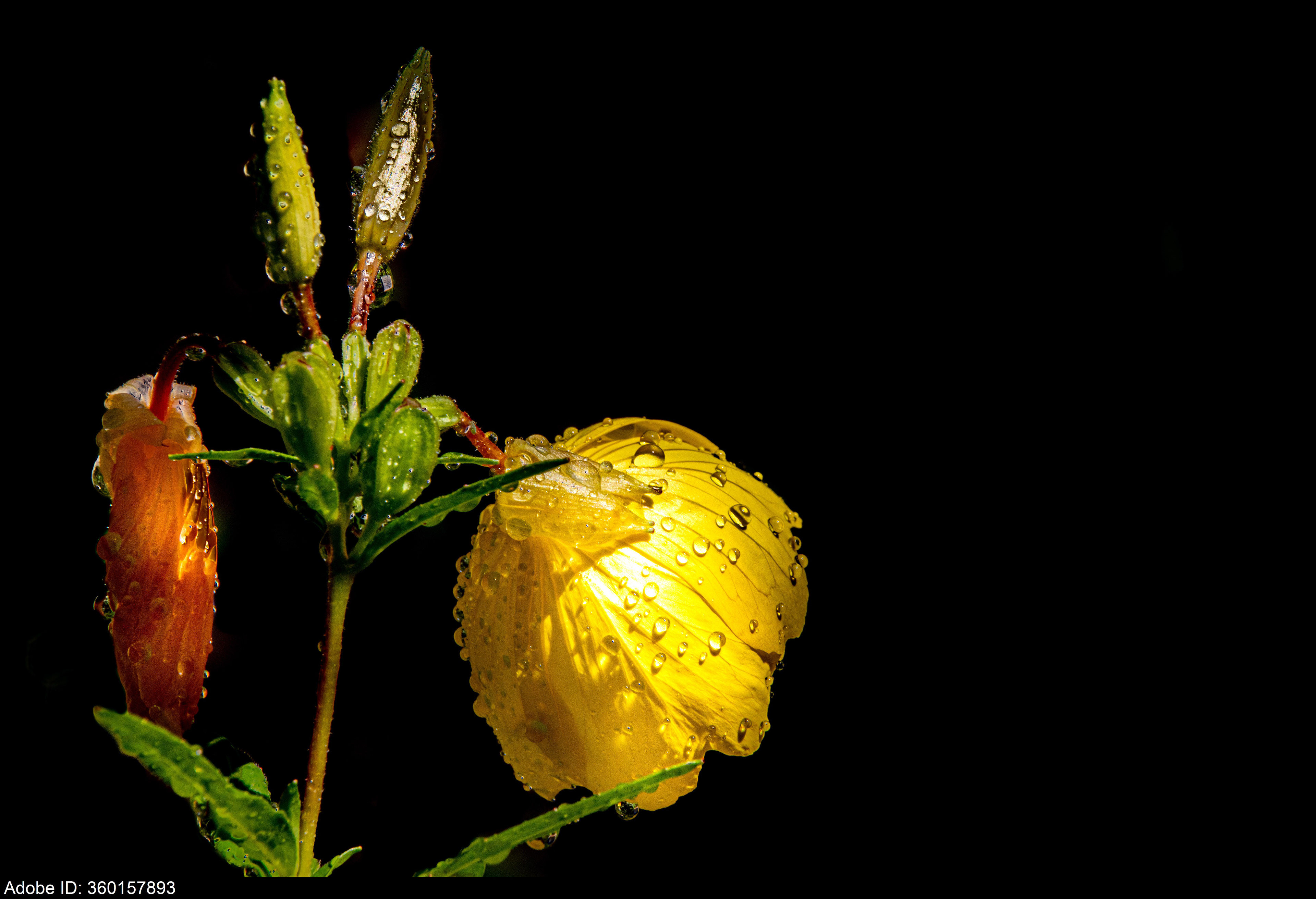 360157893  Eine gelbe Blume mit Regentropfen