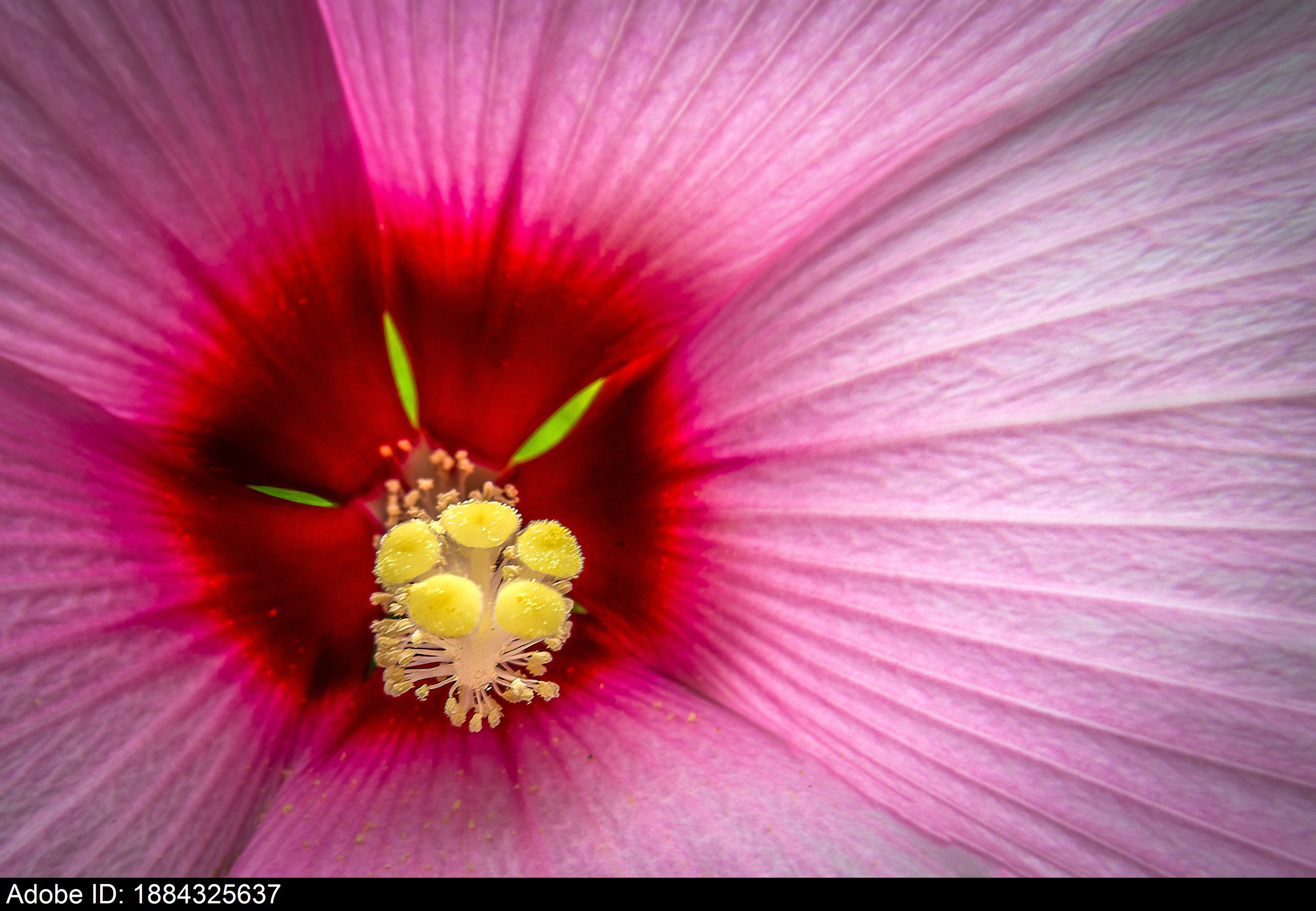 1884325637  Makro-Detail der Mitte einer rosa Hibiskusblüte, die botanische Eleganz und natürliche Symmetrie symbolisiert