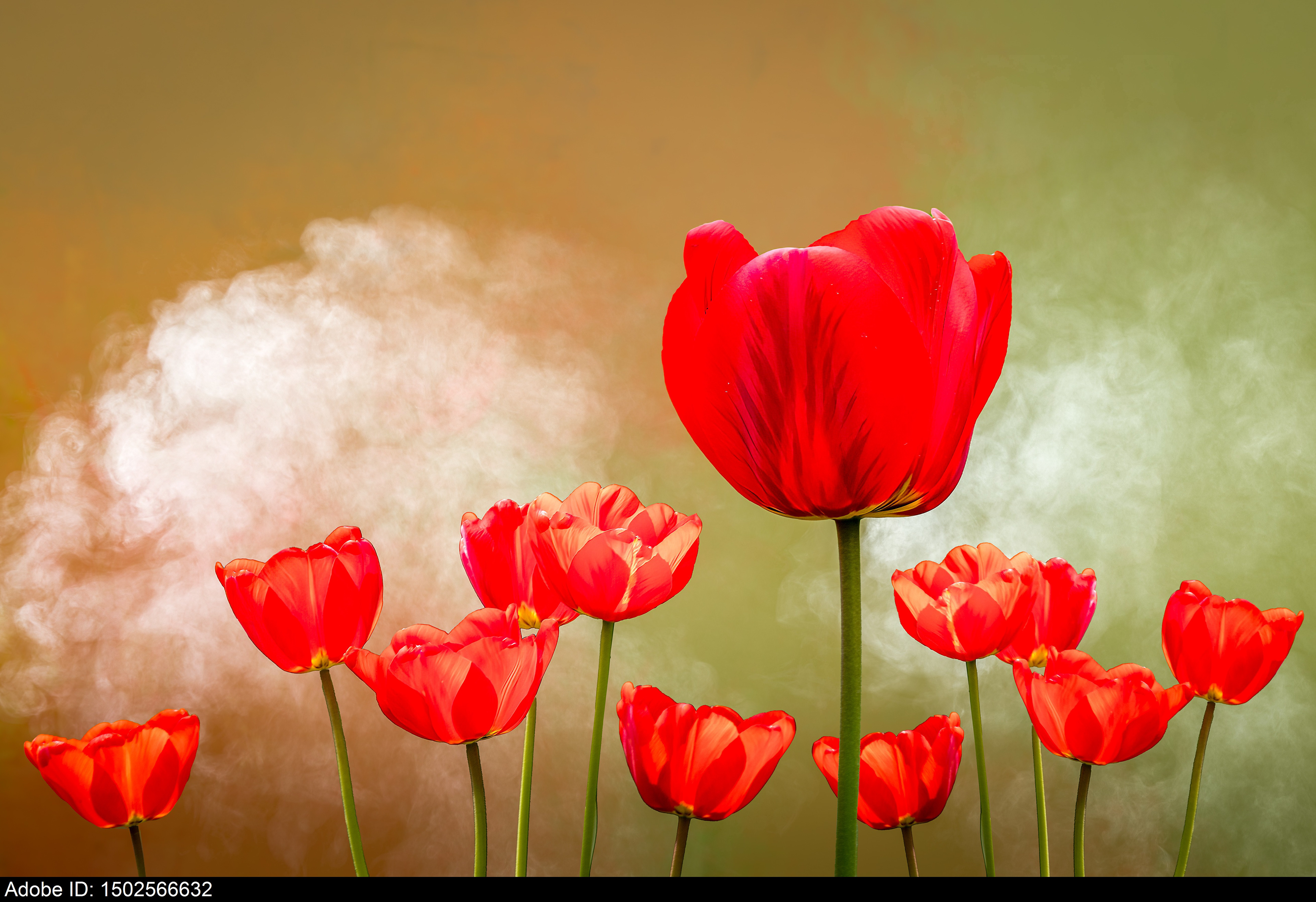 1502566632  Gruppe leuchtend roter Tulpen in natürlichem Licht