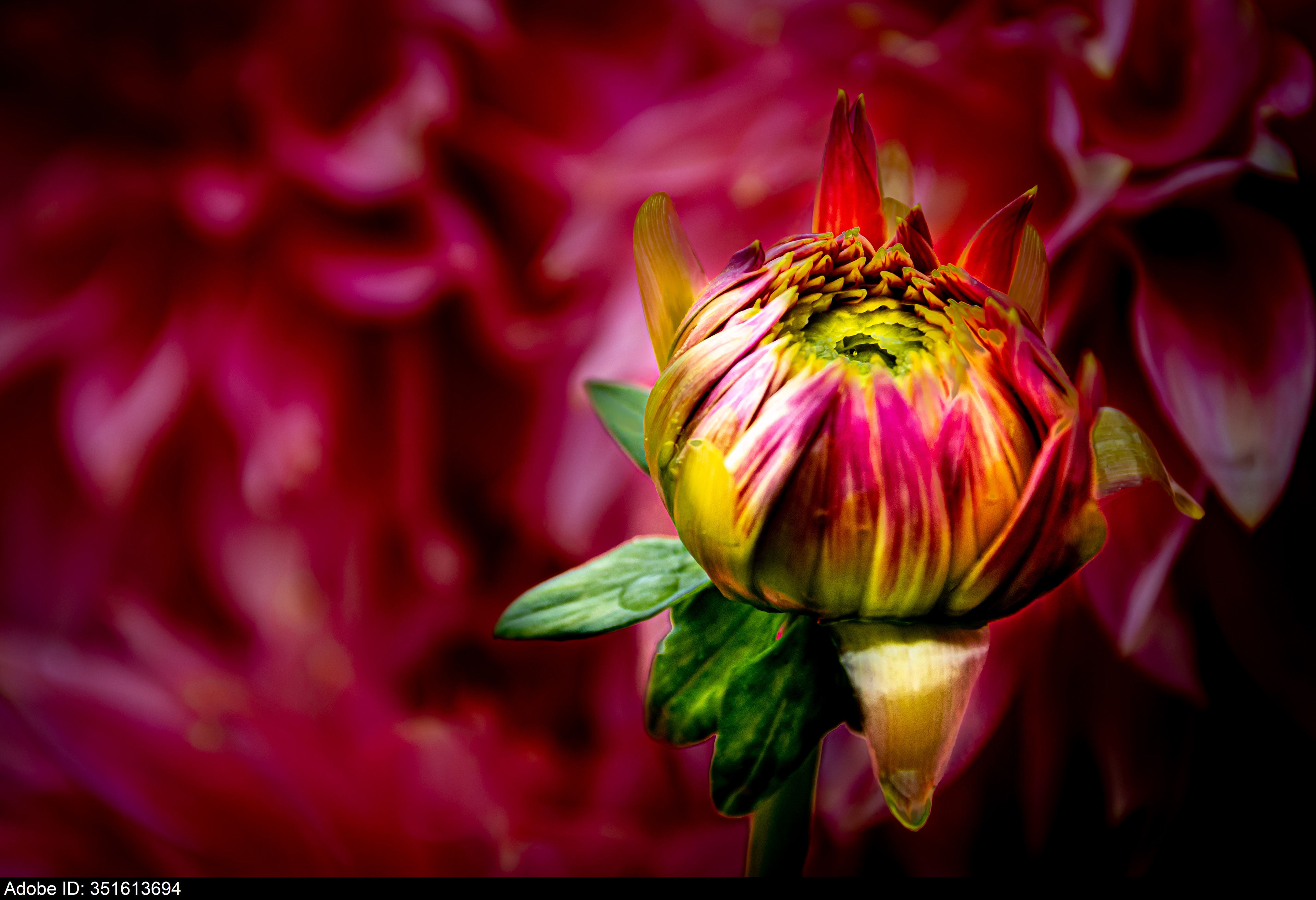 351613694  Nahaufnahme einer roten Chrysantheme