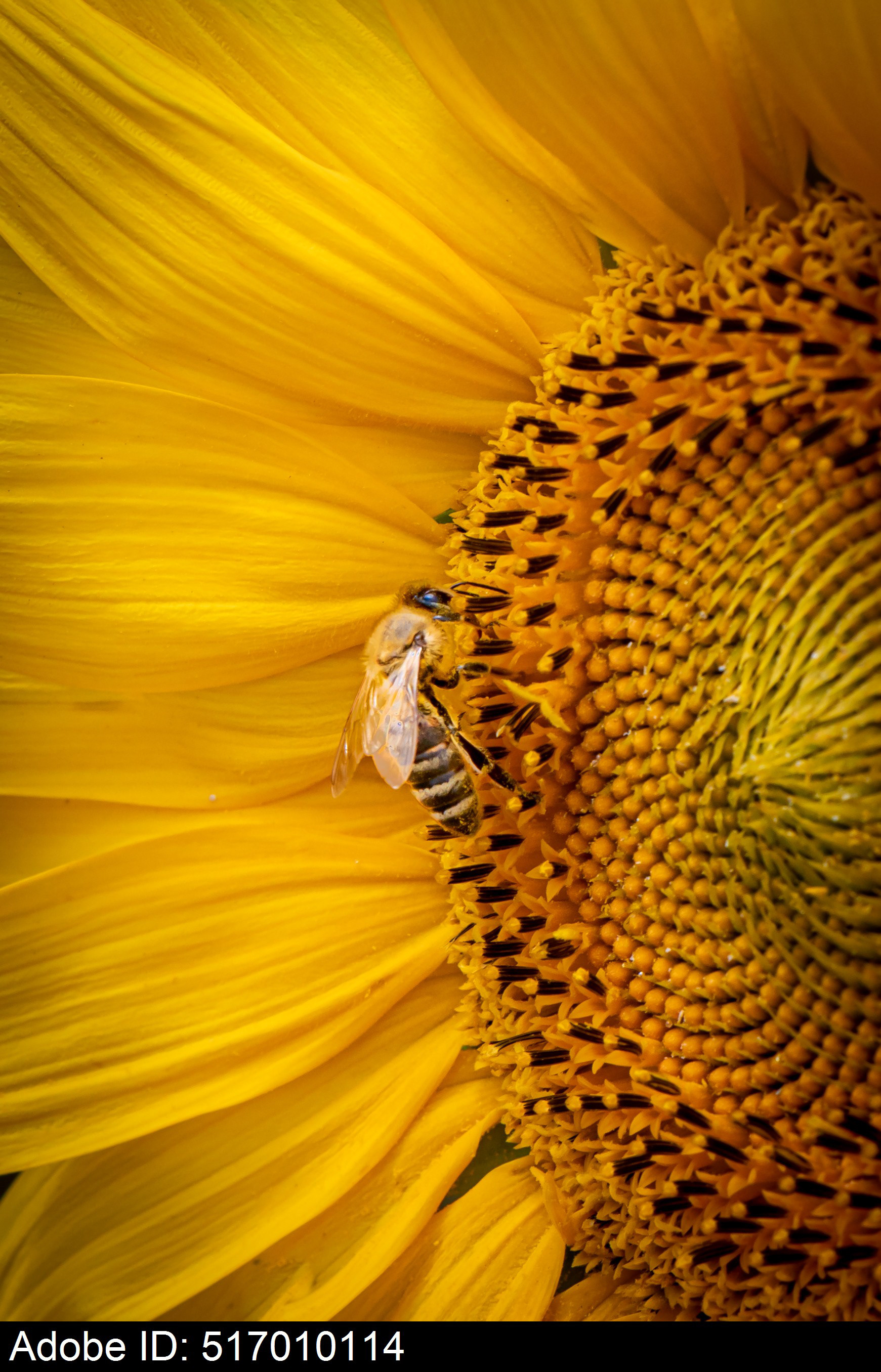517010114  Nahaufnahme einer Honigbiene, die Pollen auf einer Sonnenblumenblüte sammelt 7
