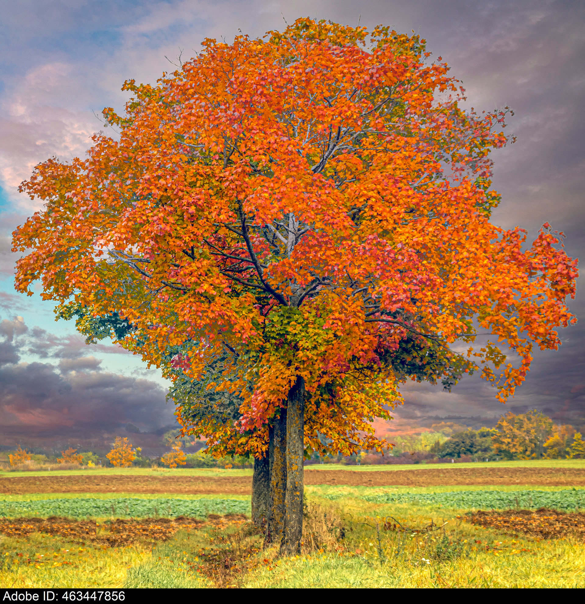 463447856  Ein einzelner Baum in herbstlichen Rot- und Orangetönen auf einer grünen Wiese bei Sonnenuntergang mit orangefarbenen Wolken am Himmel