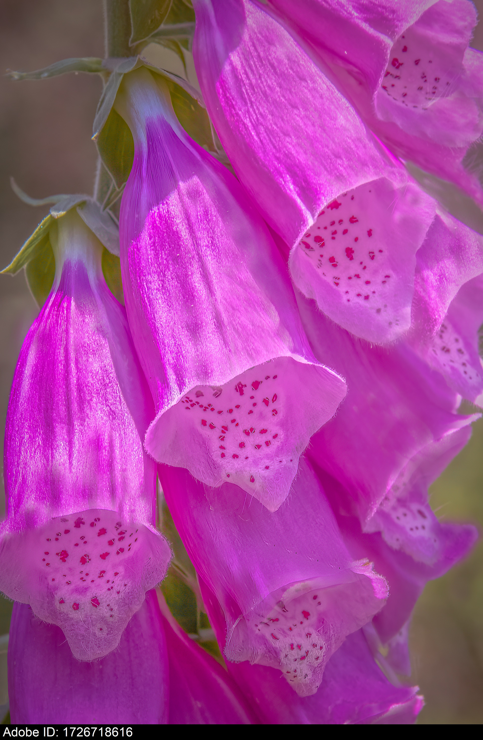 1726718616  Isolierte Nahaufnahme von leuchtend violetten Fingerhutblüten auf grünem Stiel mit gesprenkelten glockenförmigen Blütenblättern