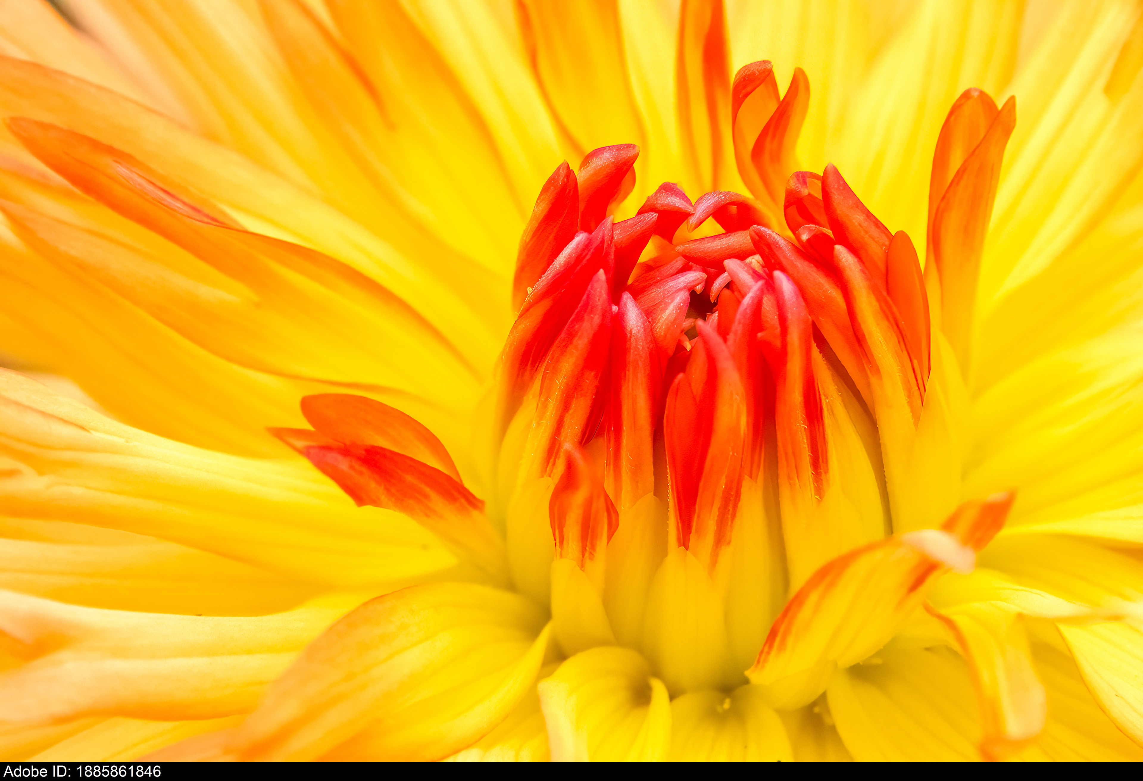 1885861846  Makro-Nahaufnahme einer leuchtend gelben und orangefarbenen Dahlienblüte, die für sommerliche Energie, Wärme und organisches Wachstum steht