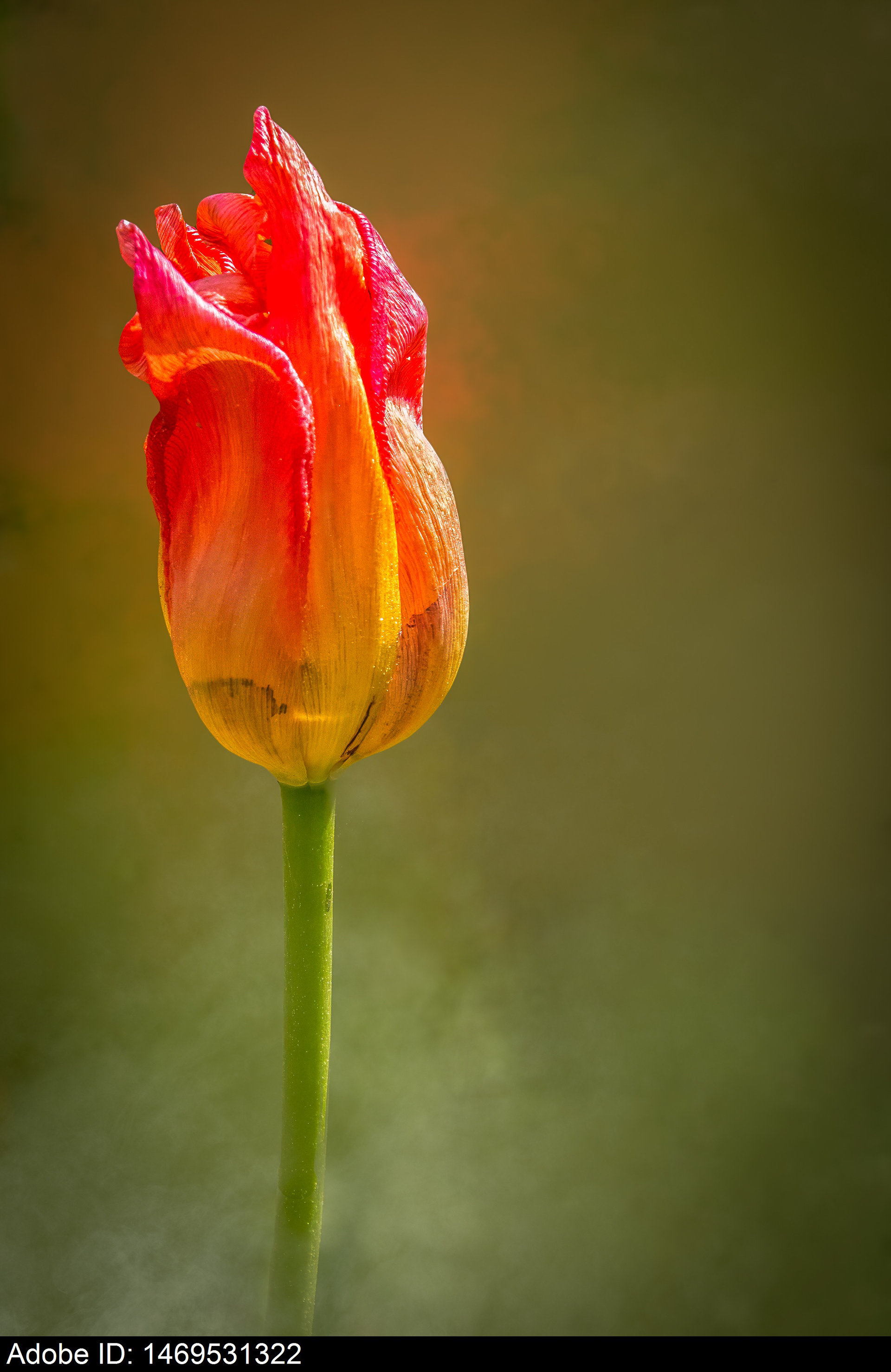 1469531322  Rot-orangefarbene Tulpe mit faltigen Blütenblättern vor einem weichgezeichneten natürlichen Hintergrund