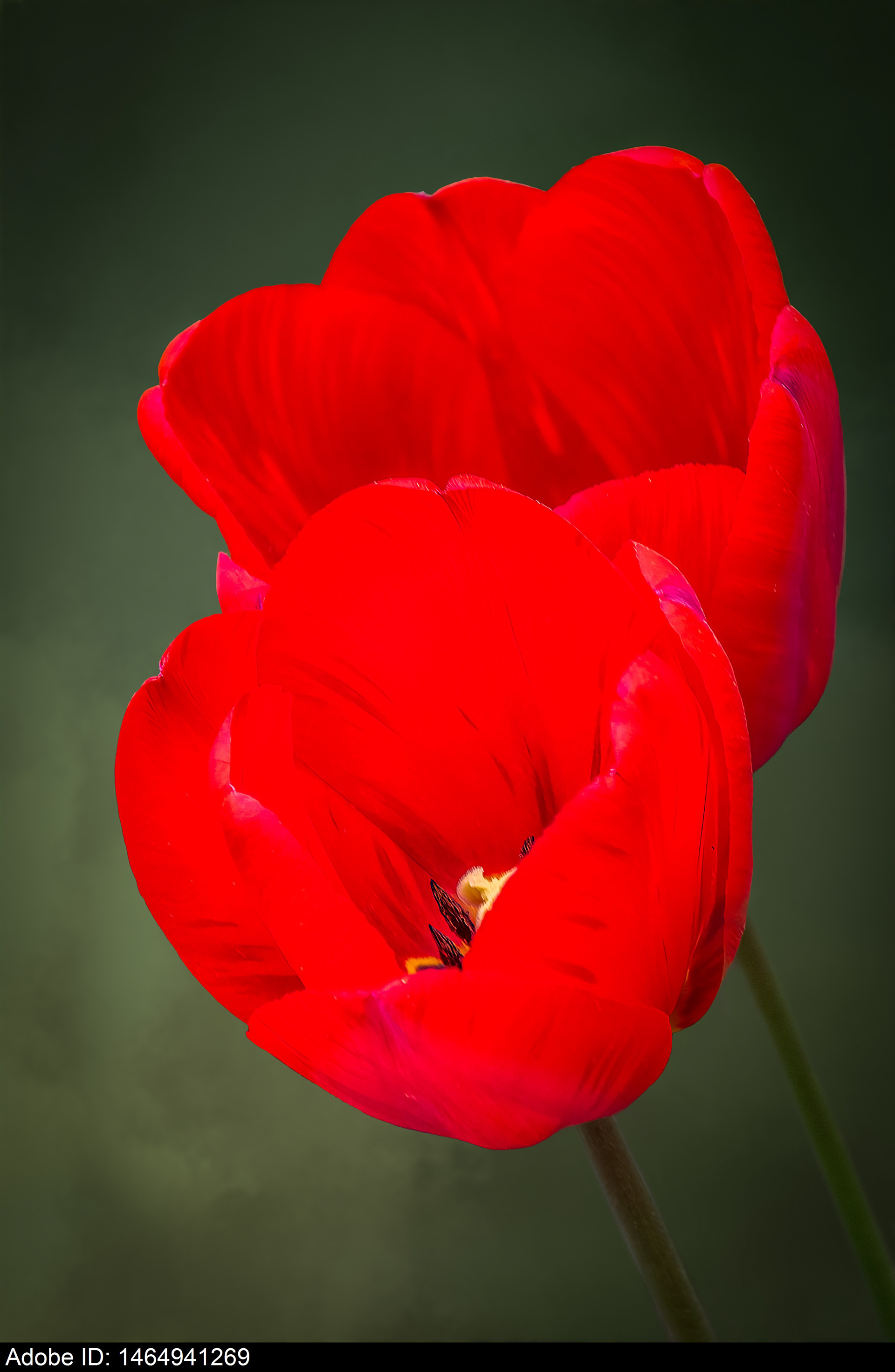1464941269  Rote Tulpen in voller Blüte mit zarten Blütenblättern und weichem grünen Hintergrund