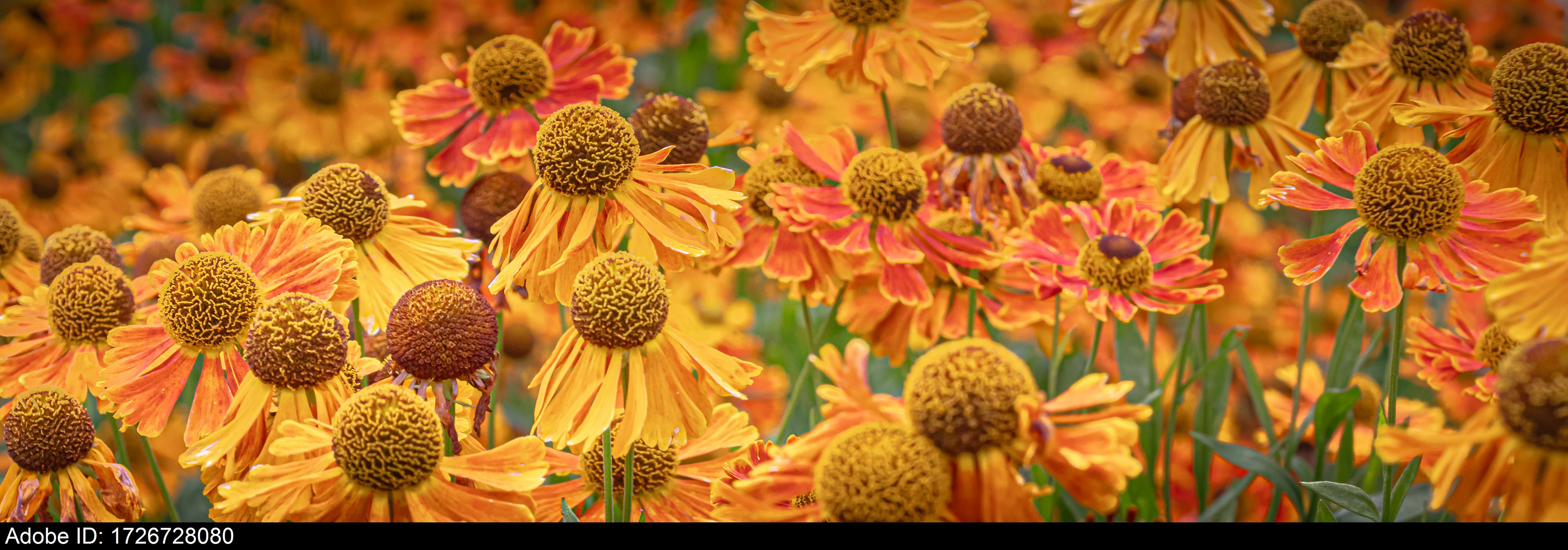 1726728080  Leuchtend orangefarbene Sonnenblumen in voller Blüte bilden einen lebendigen Sommerhintergrund mit Freiraum für Text