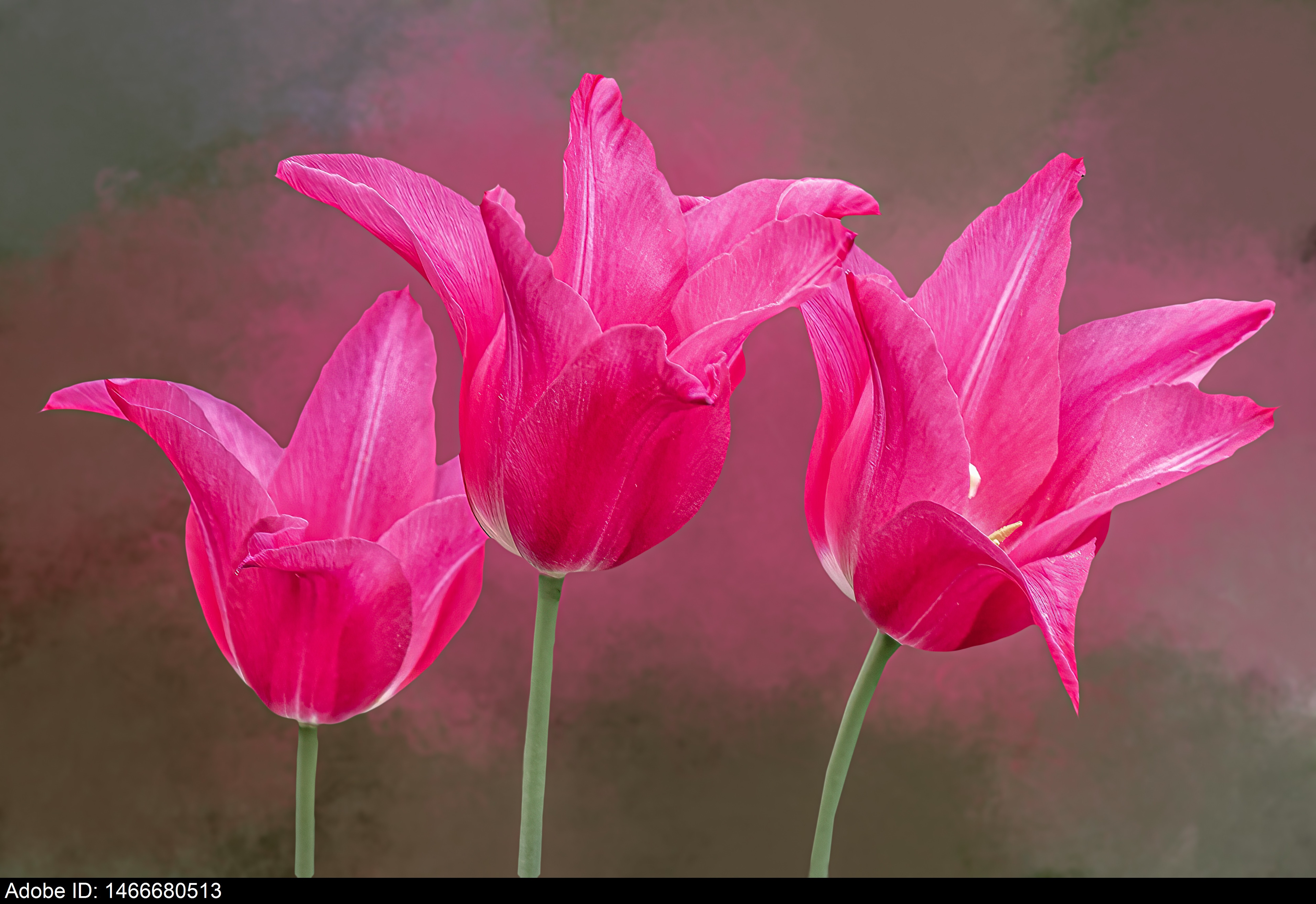 1466680513  Nahaufnahme von drei leuchtend rosa Tulpen mit grünen Stielen vor einem weichgezeichneten Hintergrund