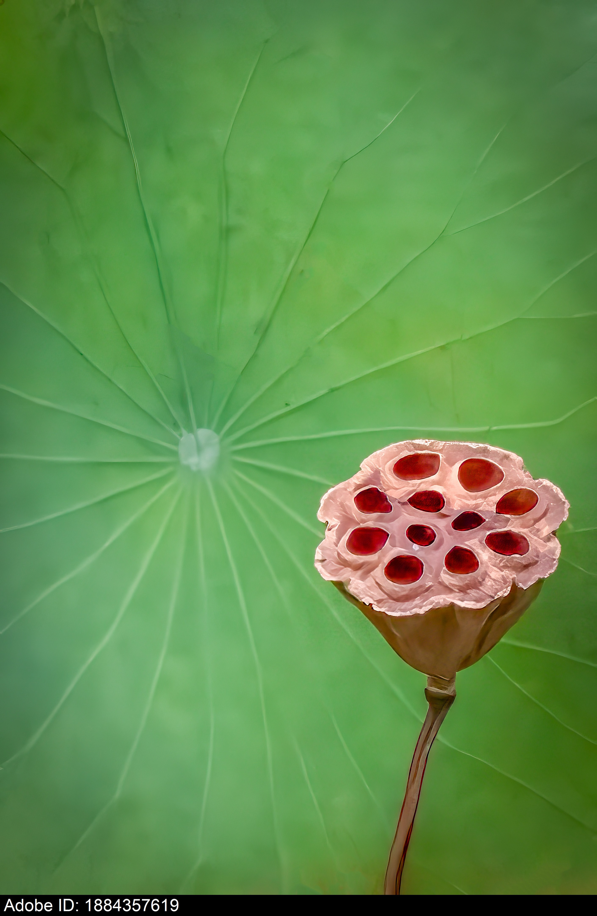 1884357619  Getrocknete Lotus-Samenkapsel vor grünem Blatt-Hintergrund, die Langlebigkeit und den Kreislauf des Lebens symbolisiert