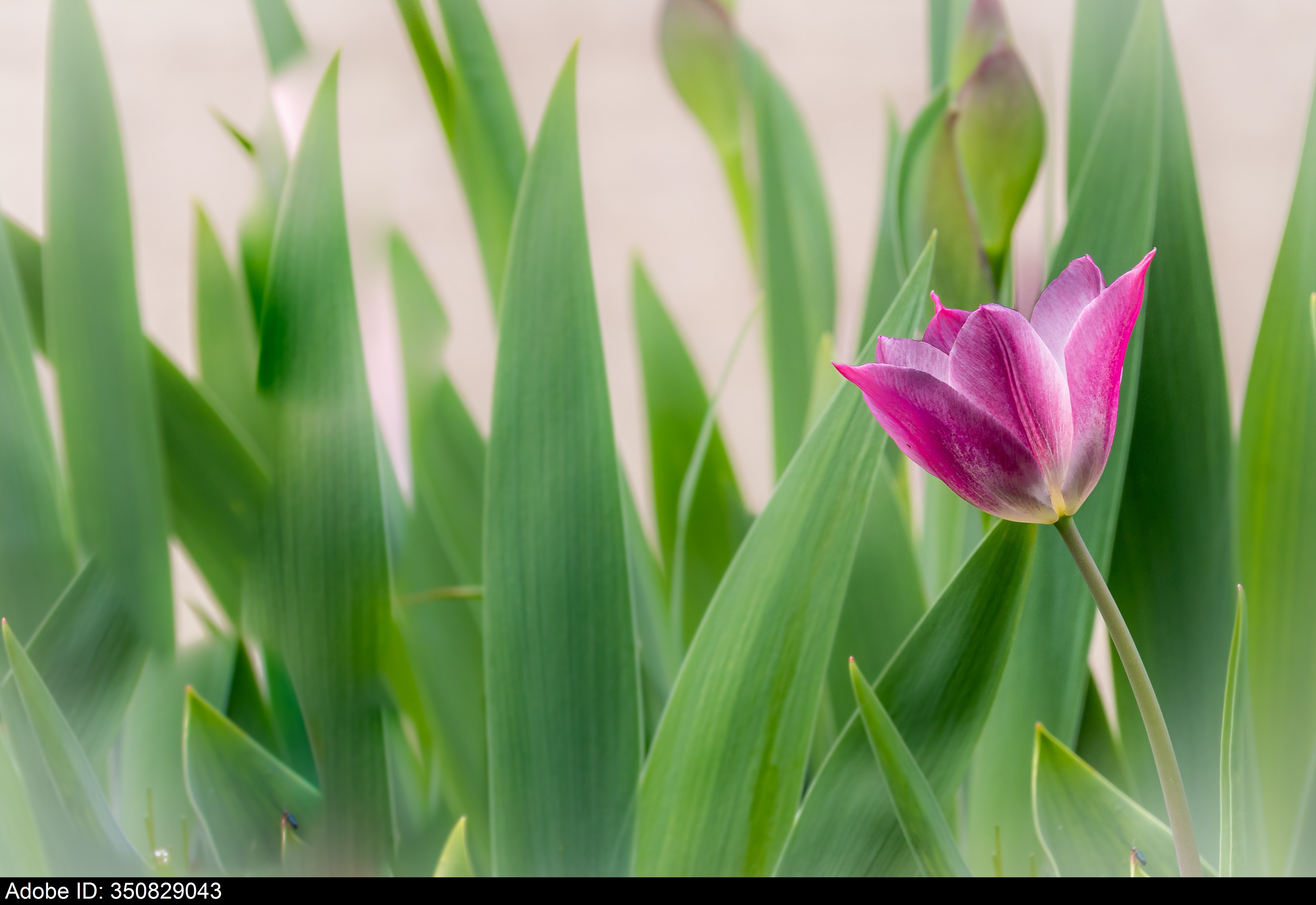 350829043  Eine pastellfarbene Tulpe, die auf einem Feld wächst