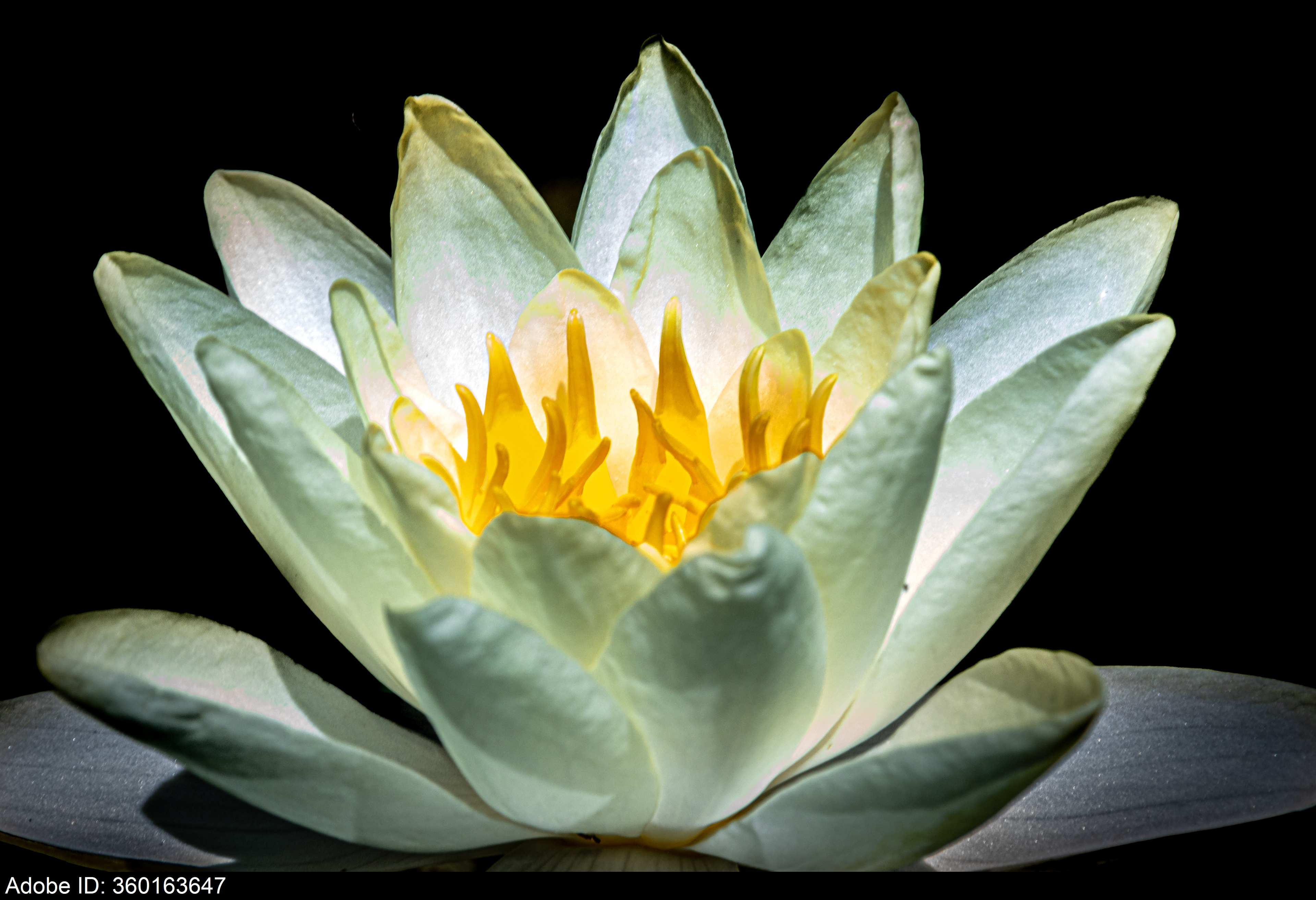360163647  Künstlerische Ansicht einer Lotusblume