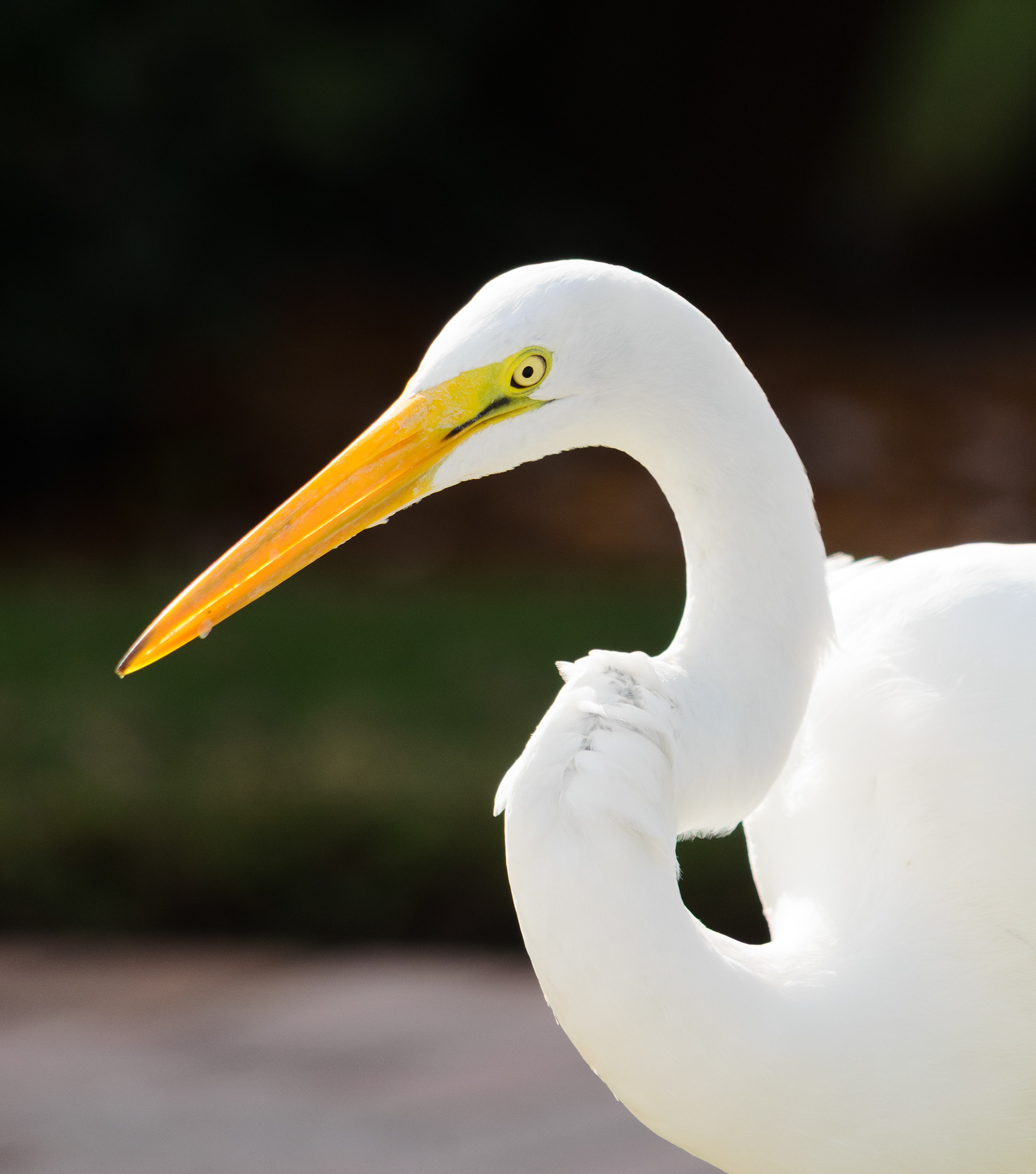 Portrait of a Great Egret