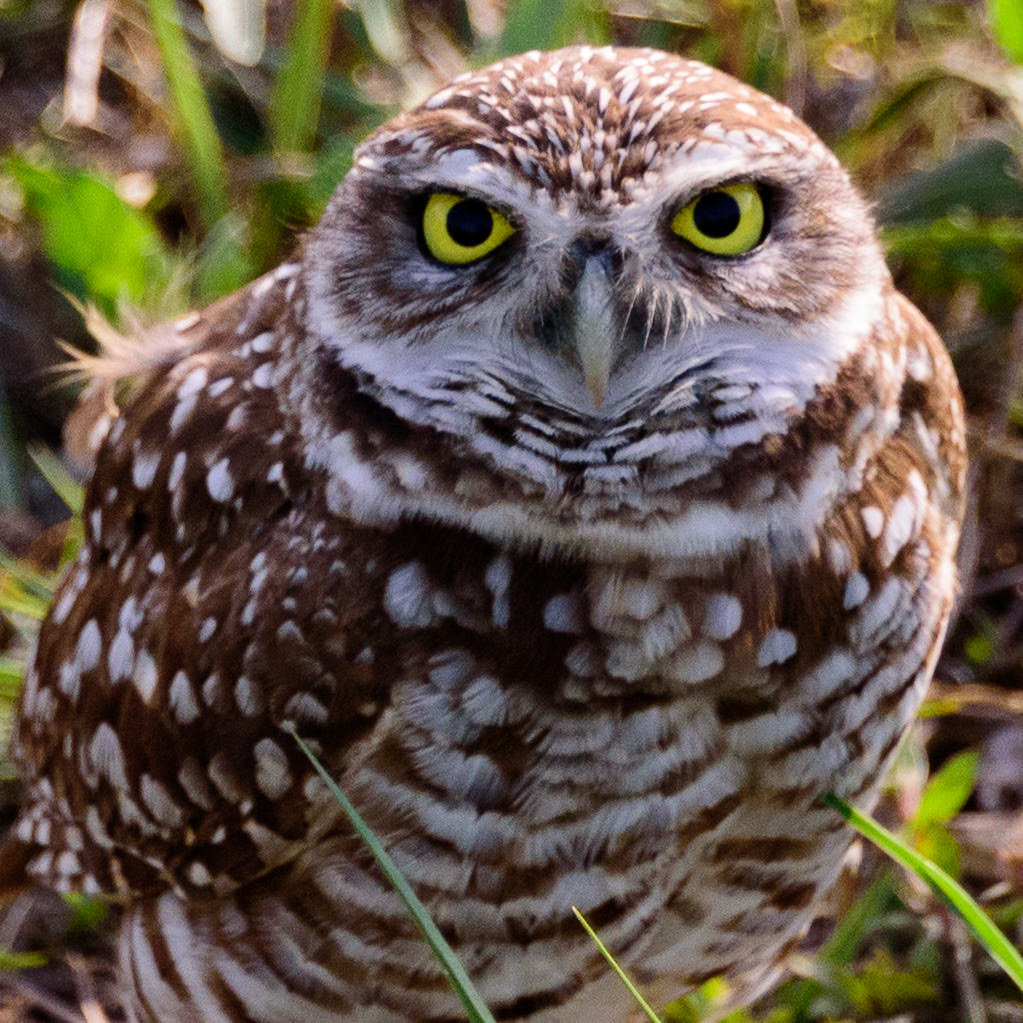The Look