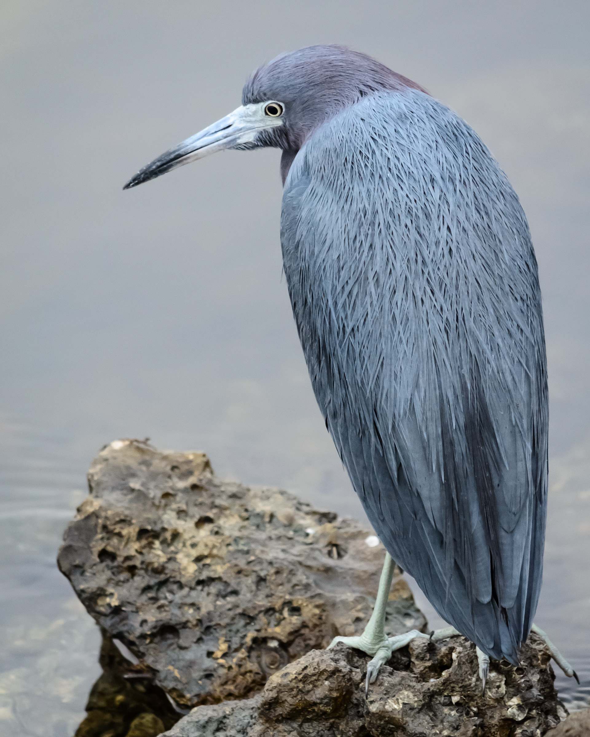 Portrait Of a Little Blue Heron