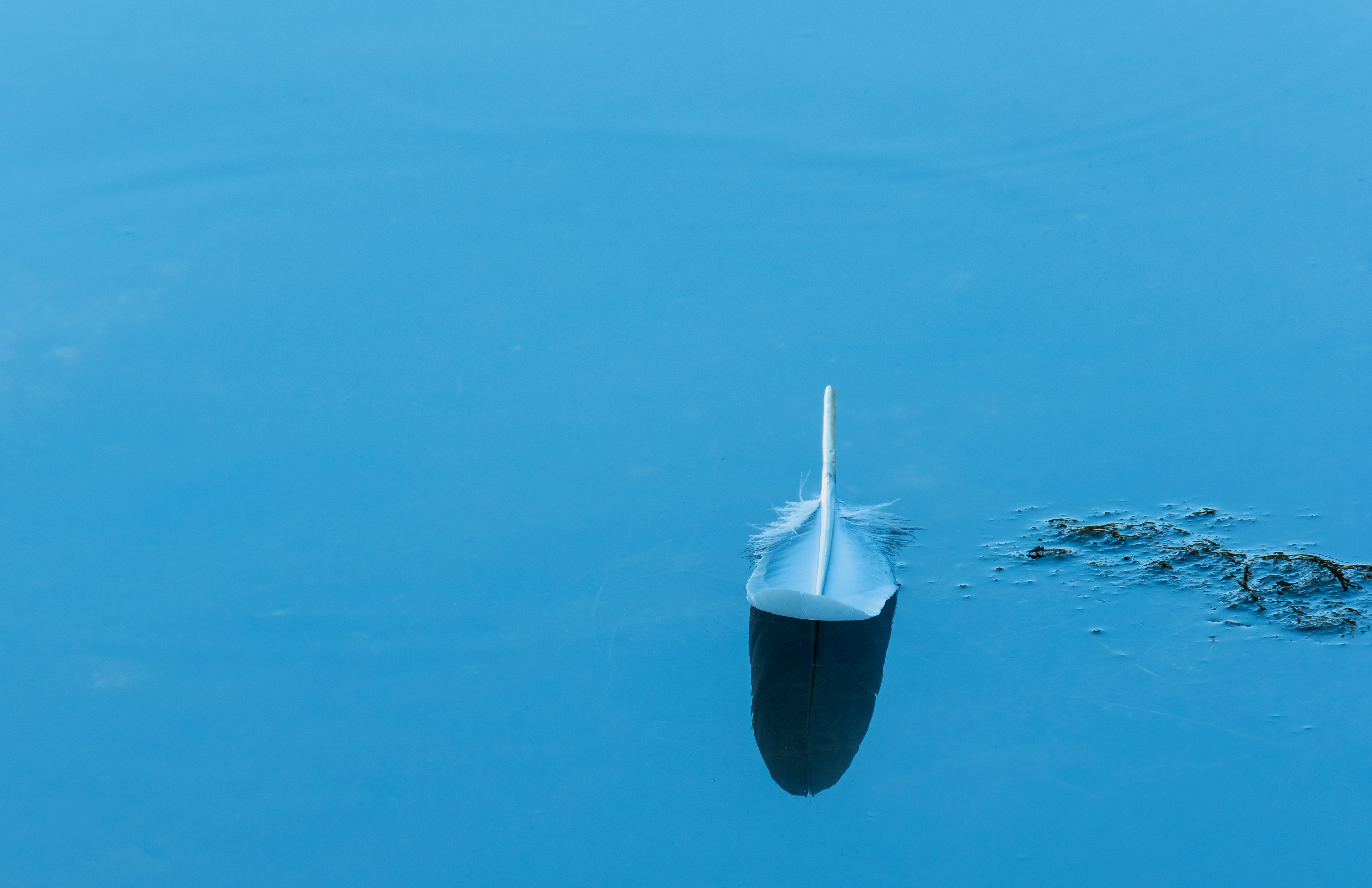A white feather floating in bright sunshine on blue water.