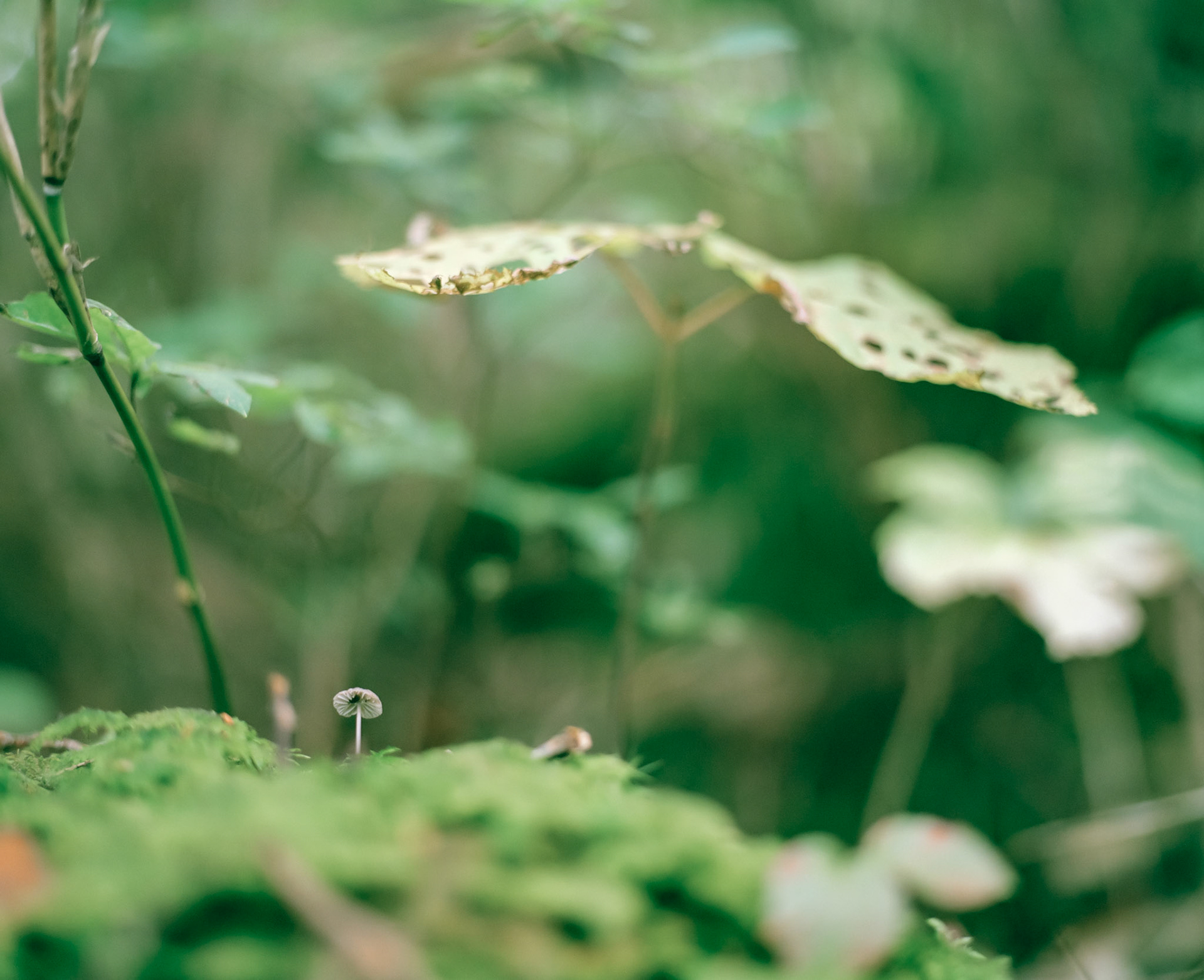 Small mushroom is protected by small leaf