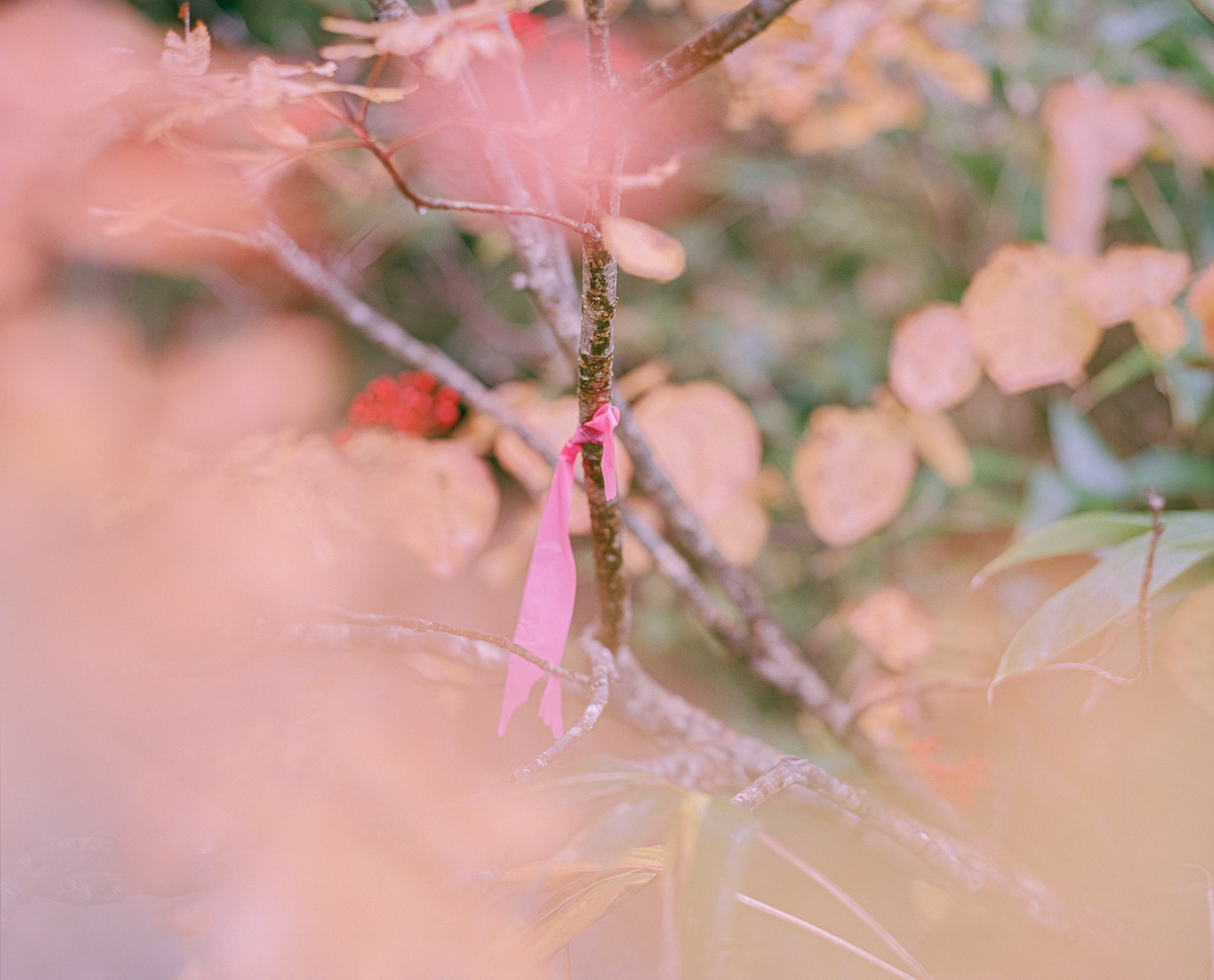 Autumn mountain