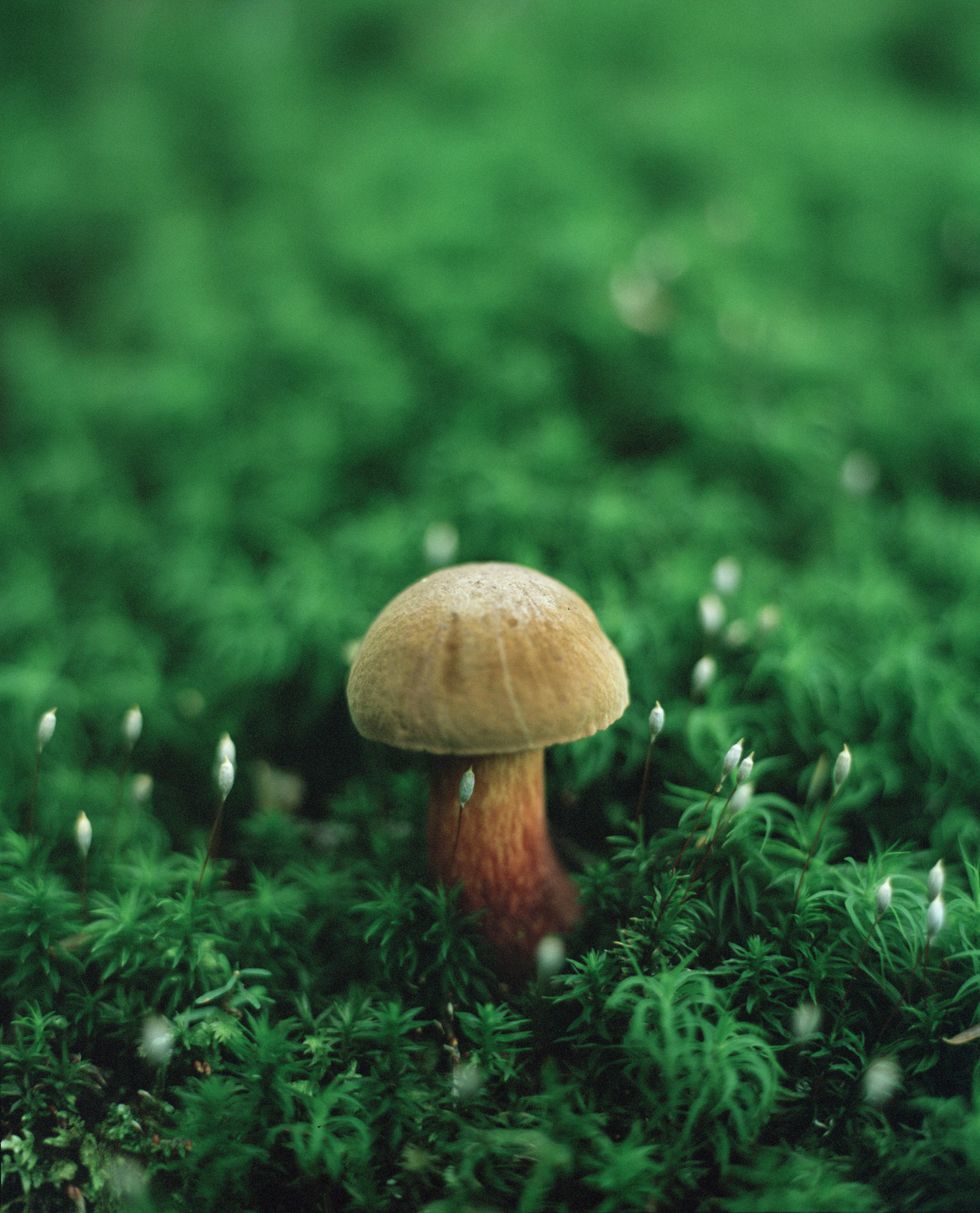 Mushroom