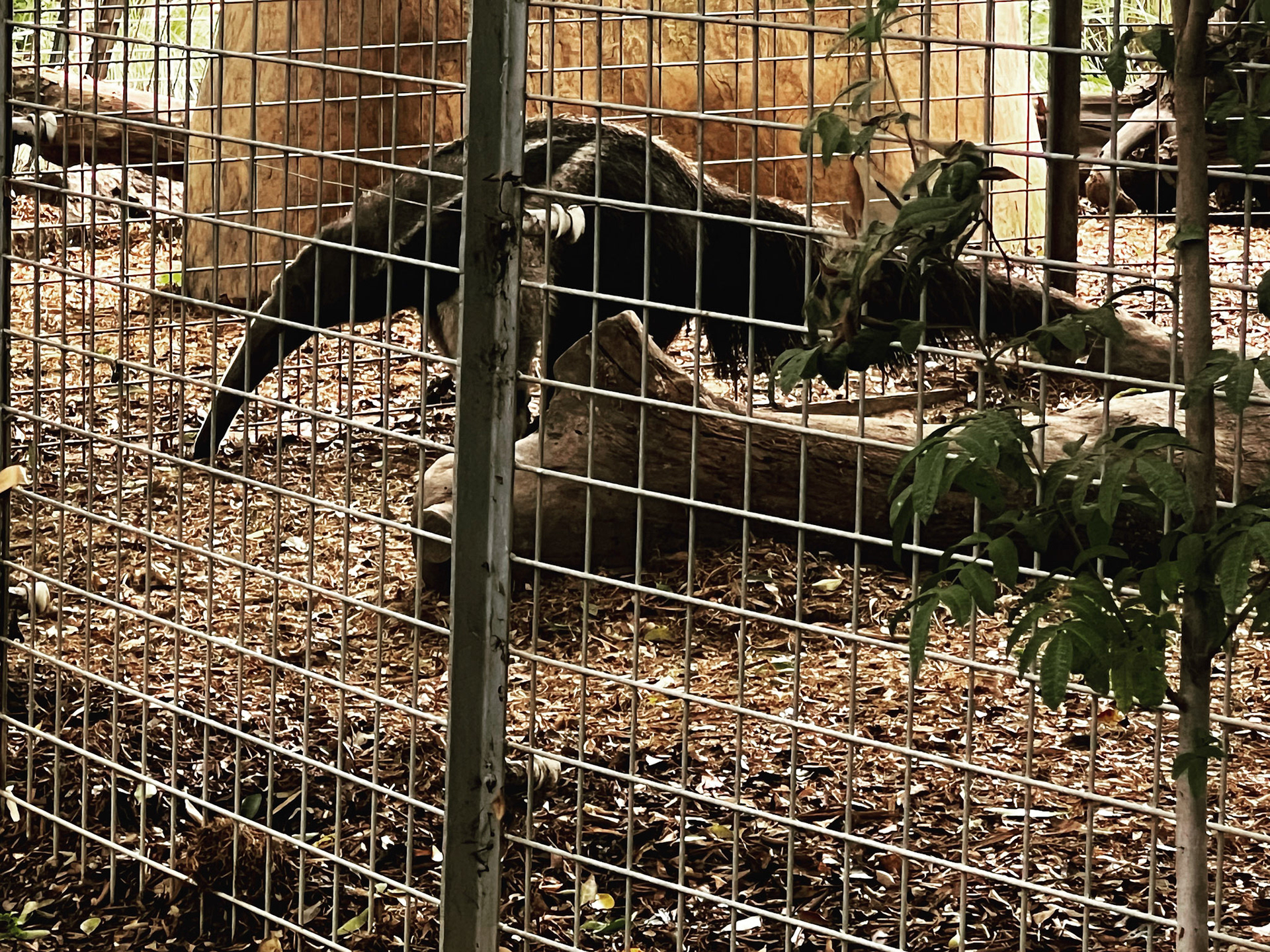 Anteater's morning constitutional